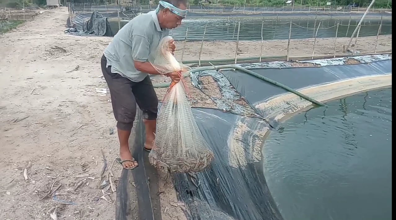Petambak Udang di Desa Gorontalo