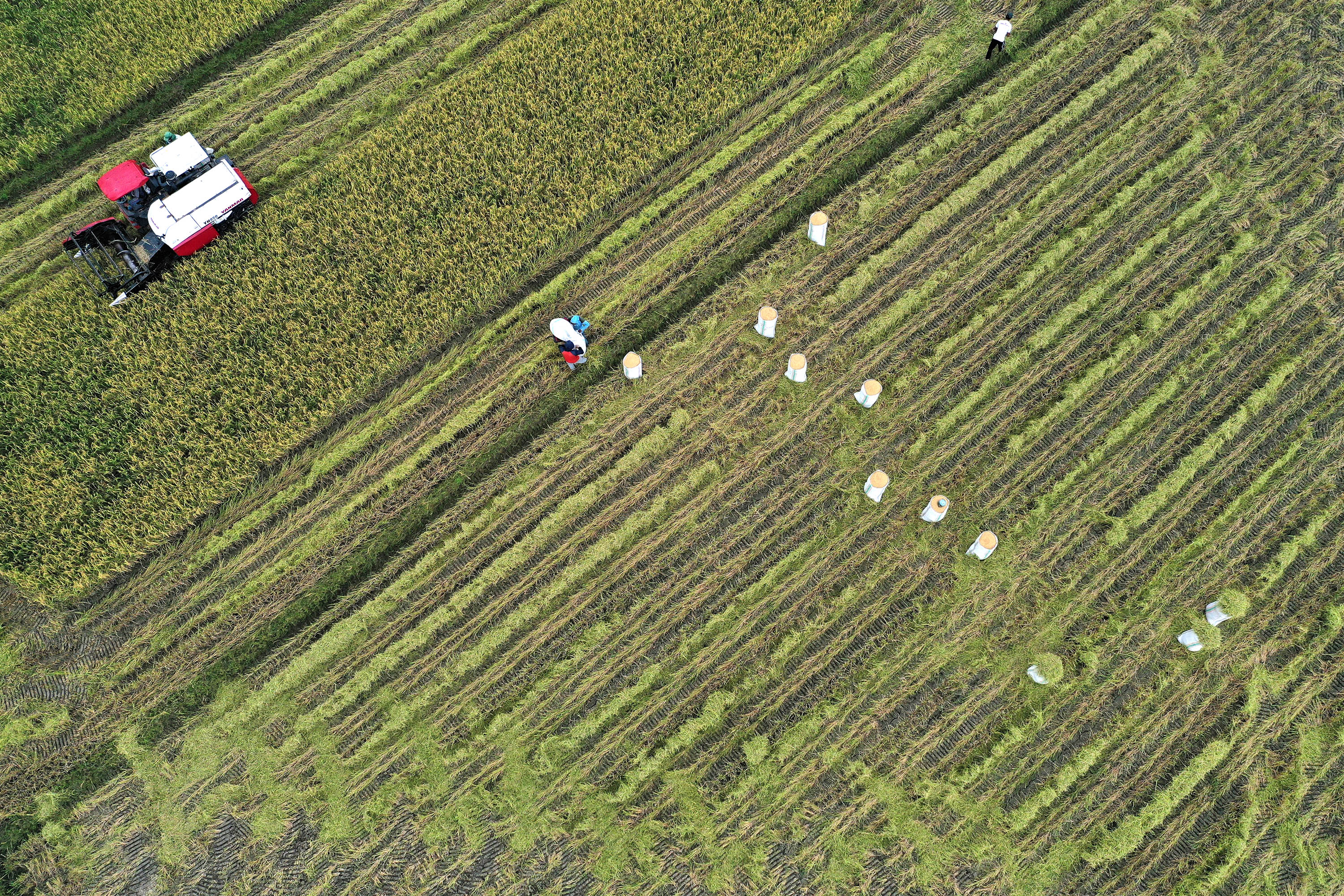  Foto udara petani memanen padi bibit unggul organik di lahan Kantor Balai Penyuluhan Pertanian di Kecamatan Samaturu, Kolaka, Sultra.