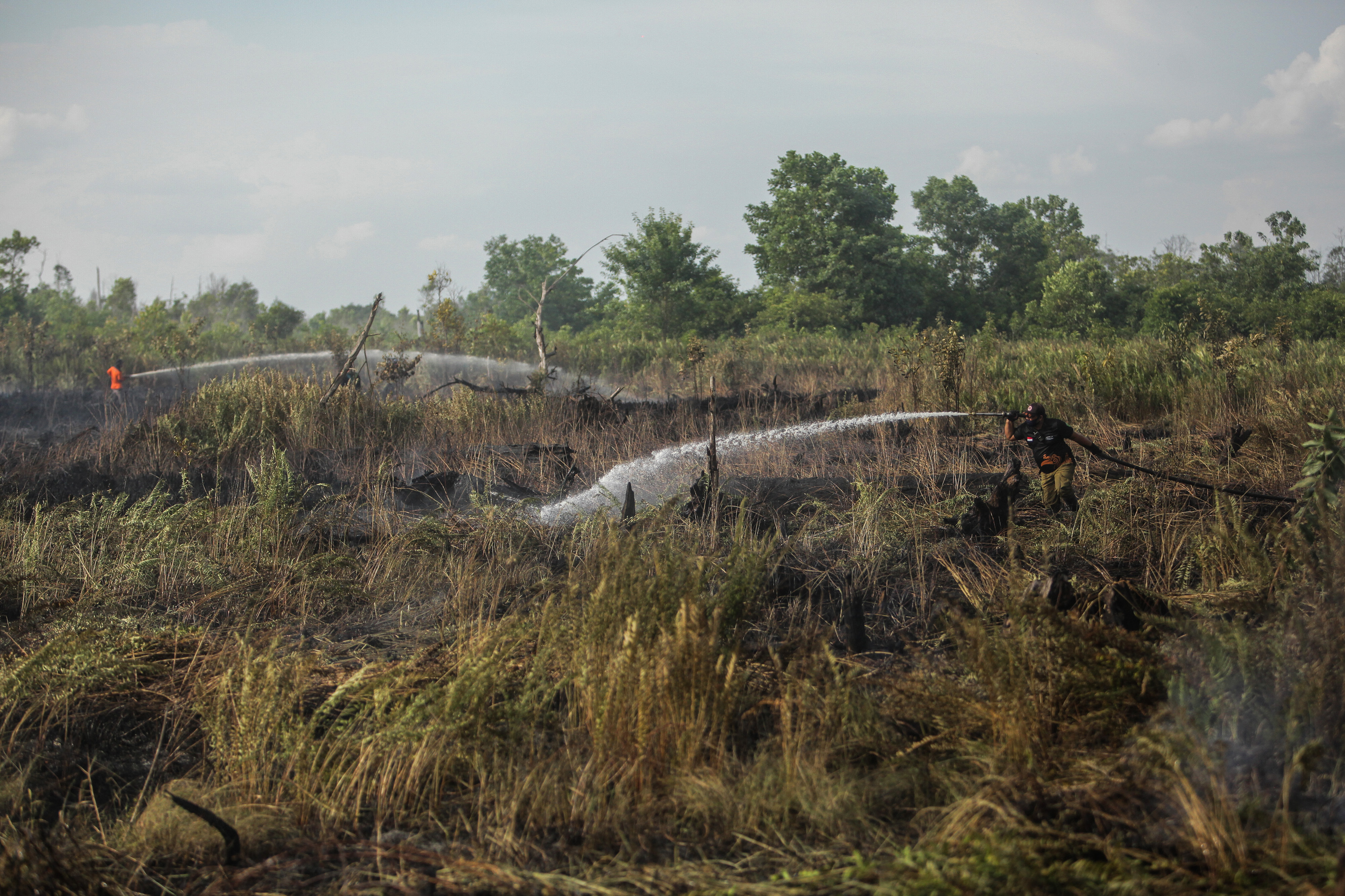 KLHK Bantah Tudingan Obral Izin Hutan Selama Era Jokowi