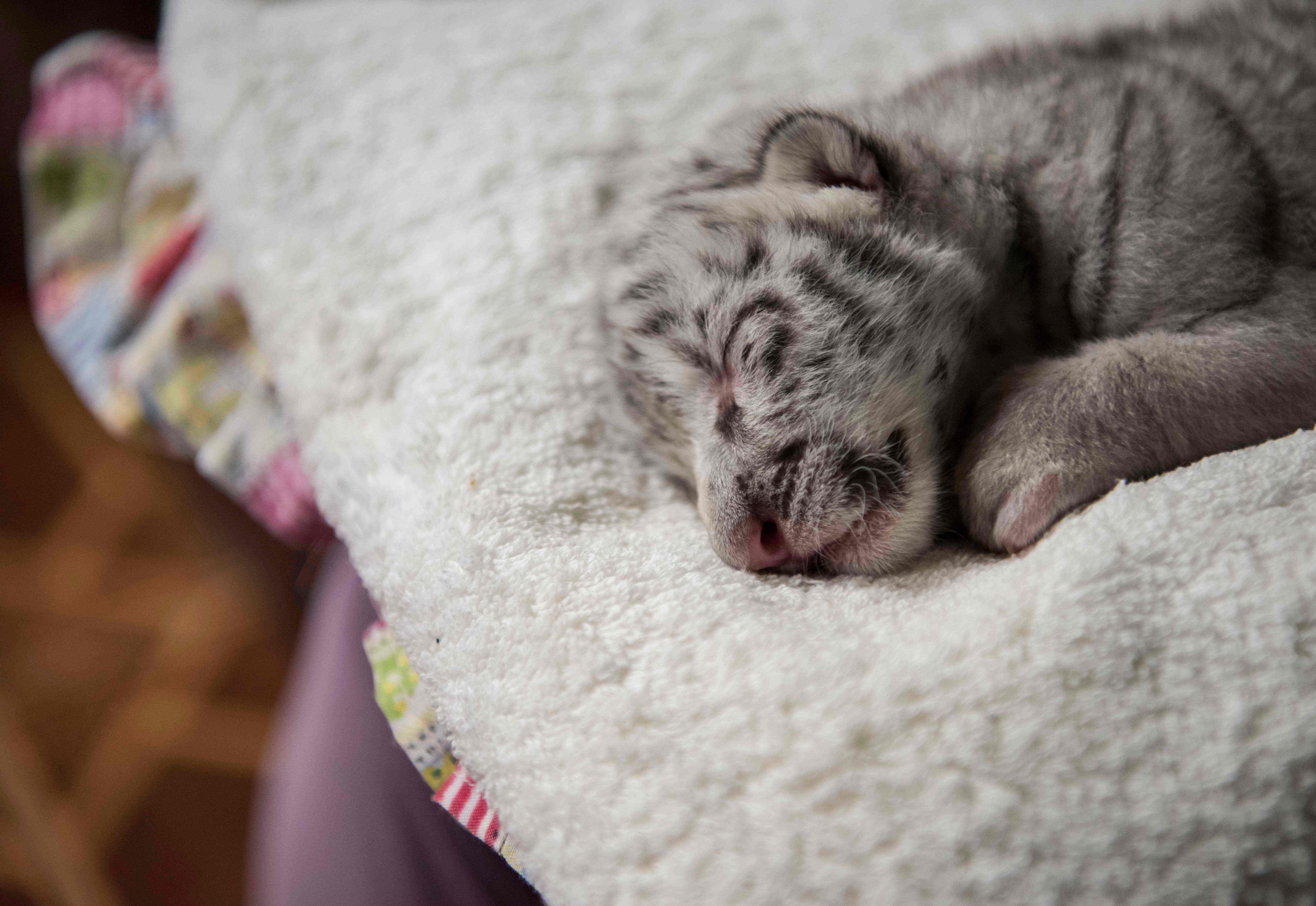 Bayi Harimau Putih di Pakistan Diduga Tewas karena Covid-19