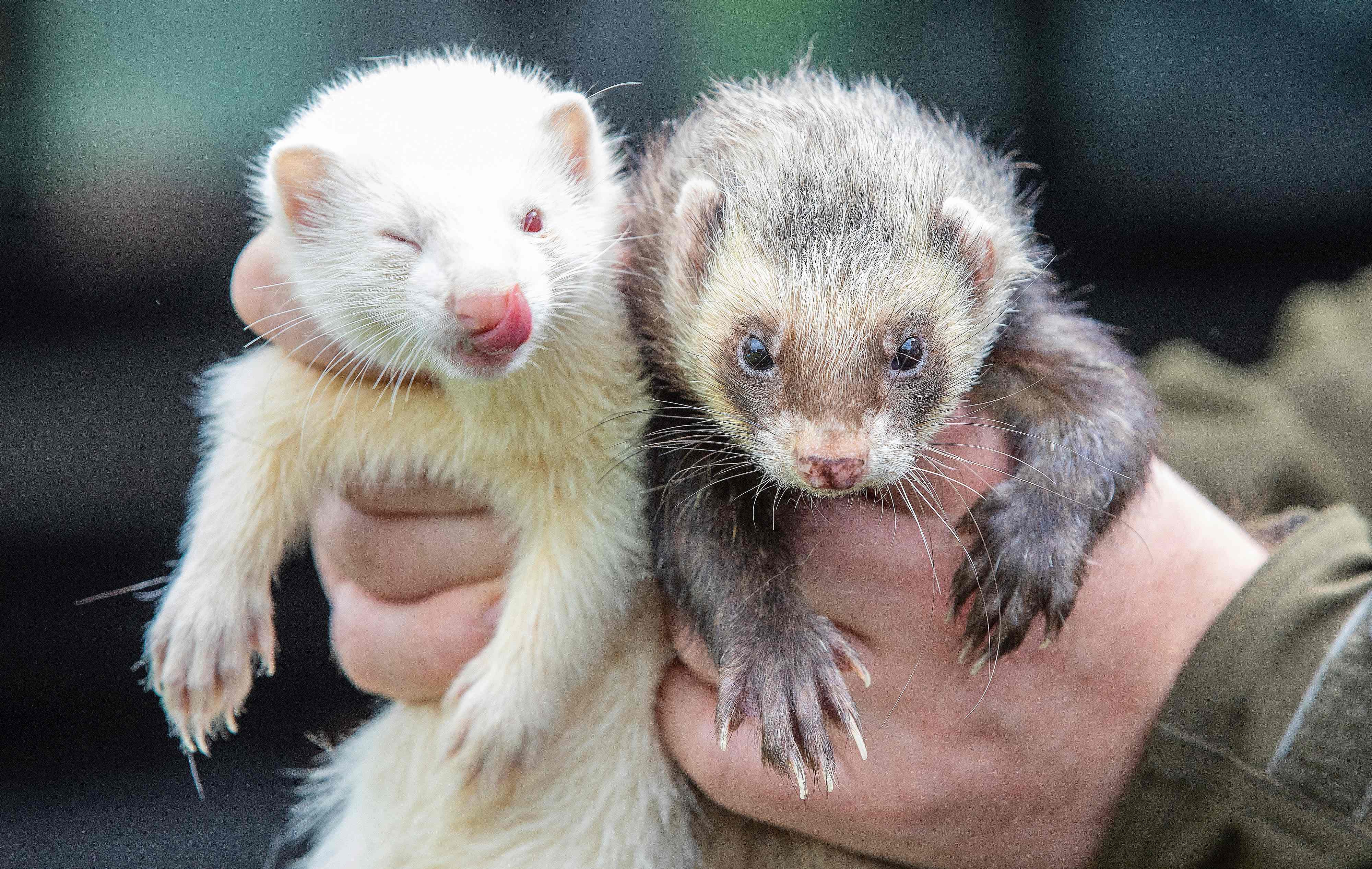 Iustrasi: Dua ekor musang