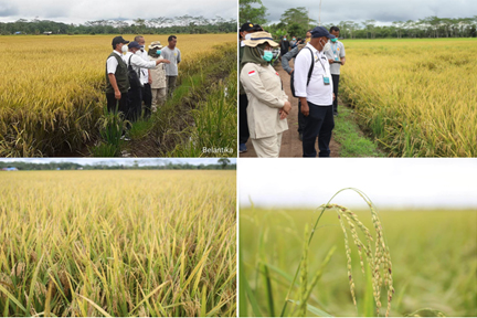 Petani Nilai Program Food Estate Berhasil Naikkan Produksi.