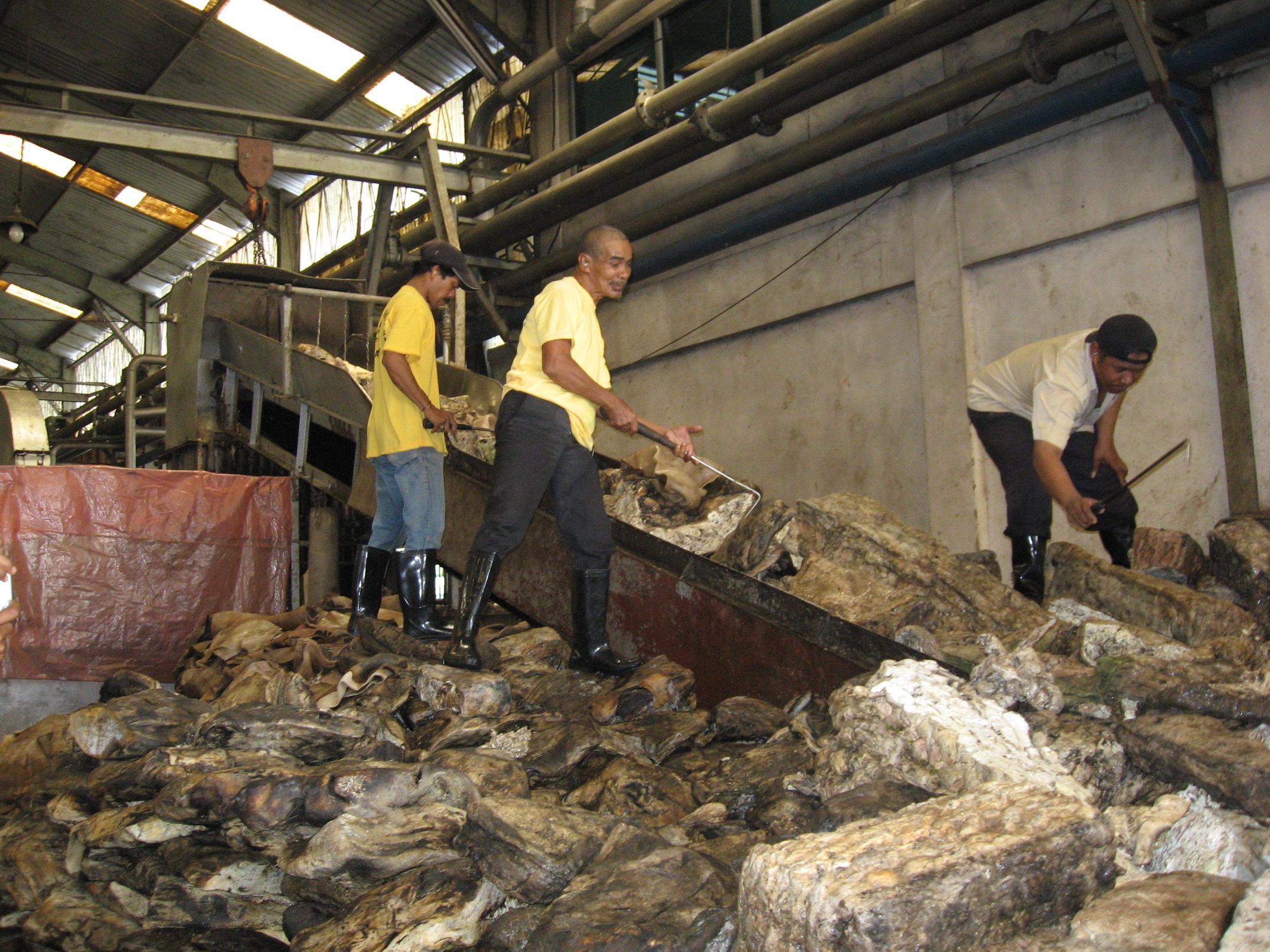  Para pekerja sebuah pabrik karet di Banjarmasin, Kalimantan Selatan sedang memilah bongkahan karet untuk ekspor (ilustrasi).