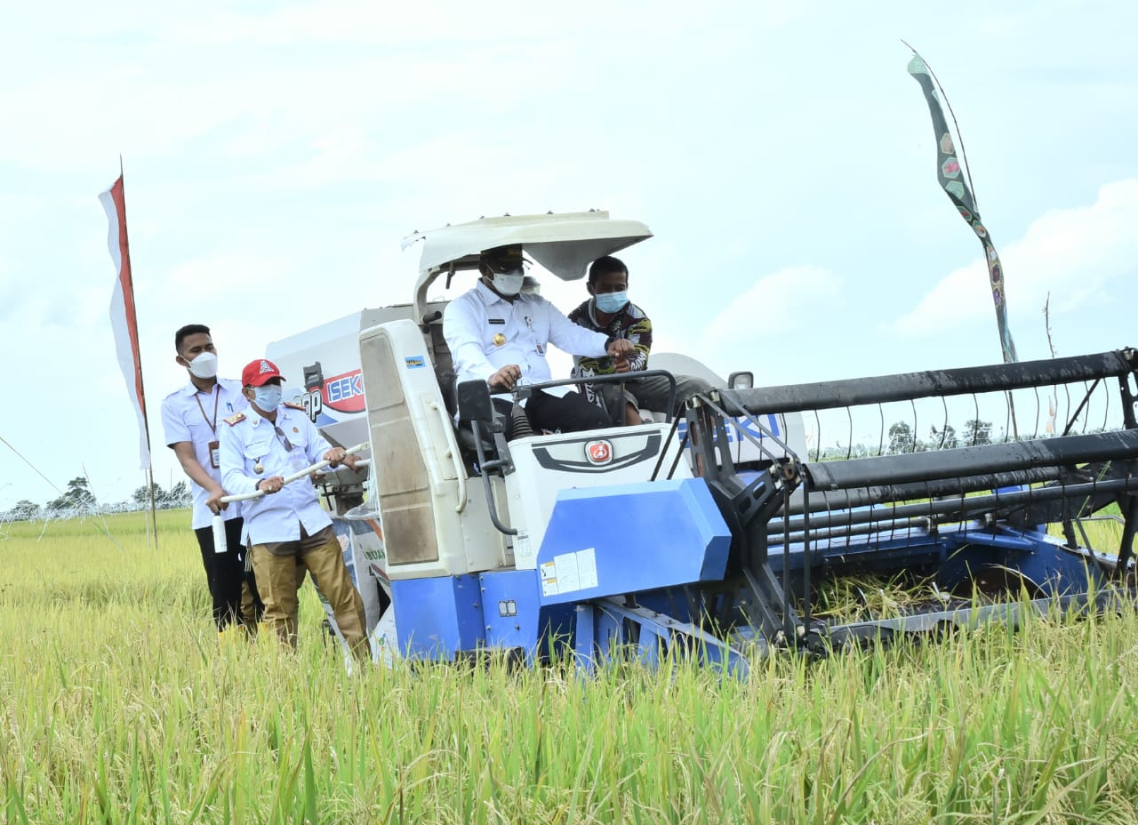 Panen padi unggul di Kabupaten Barito Kuala, Kalimantan Selatan
