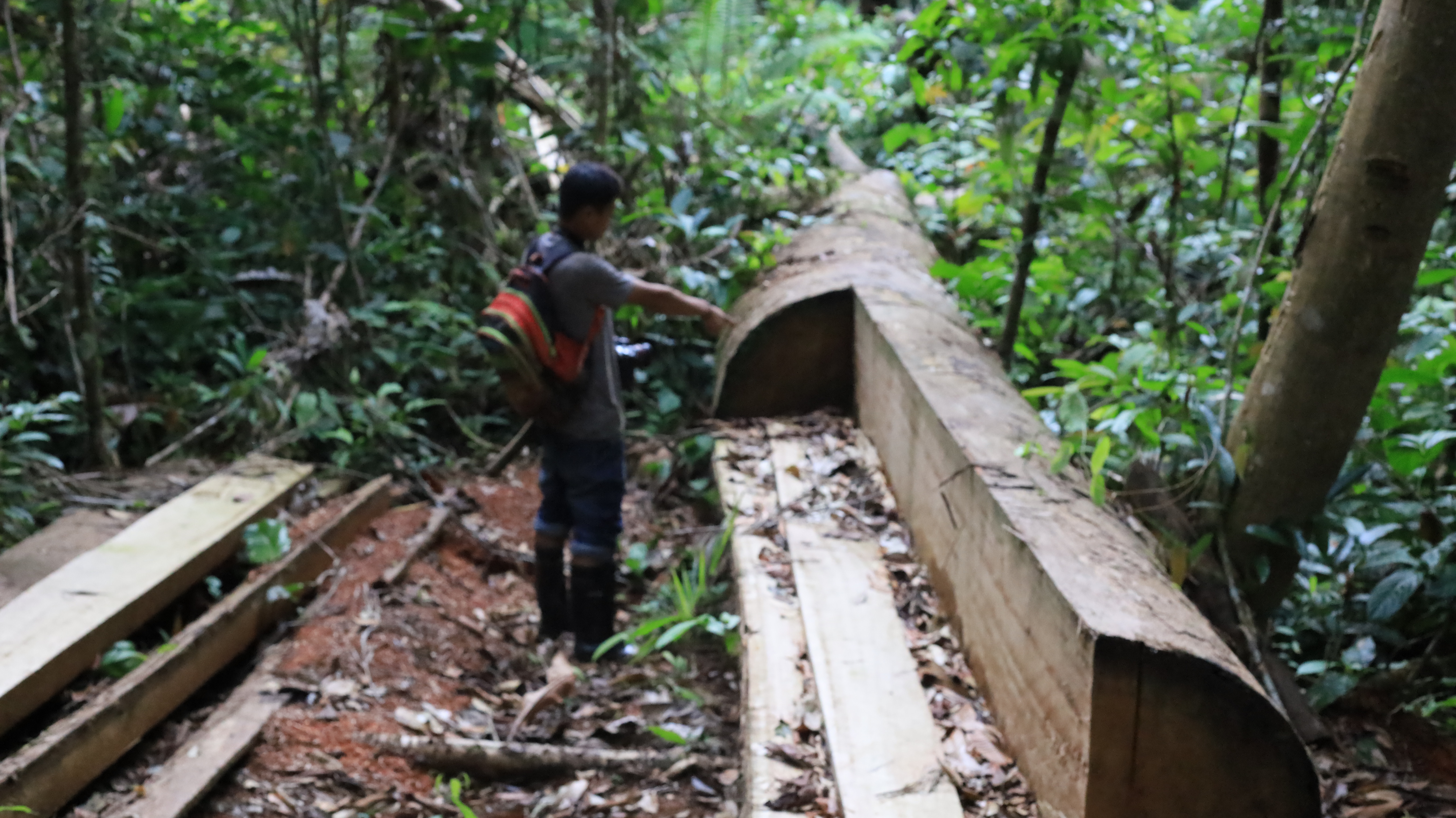 Warga menunjukkan kayu sisa tebangan liar di dalam kawasan hutan lindung Pegunungan Meratus. 
