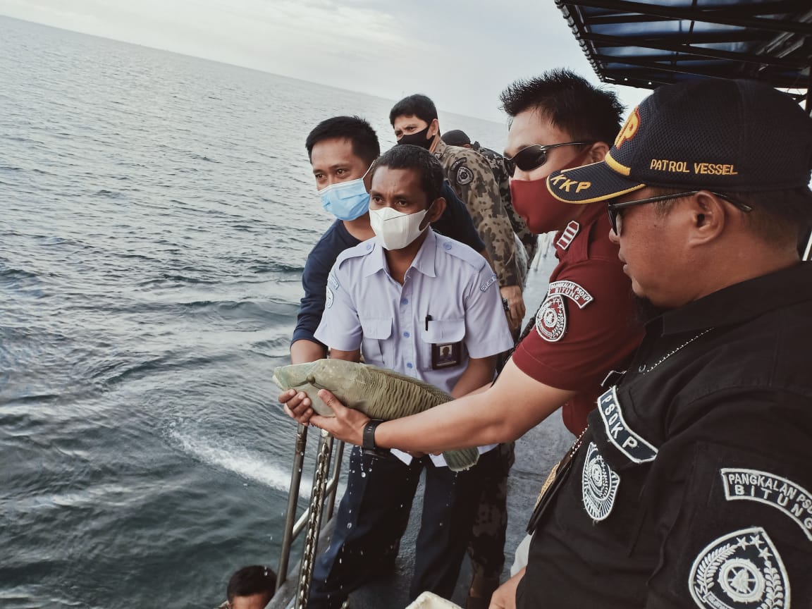 Pelepasliaran ikan Napoleon oleh Kementerian Kelautan dan Perikanan
