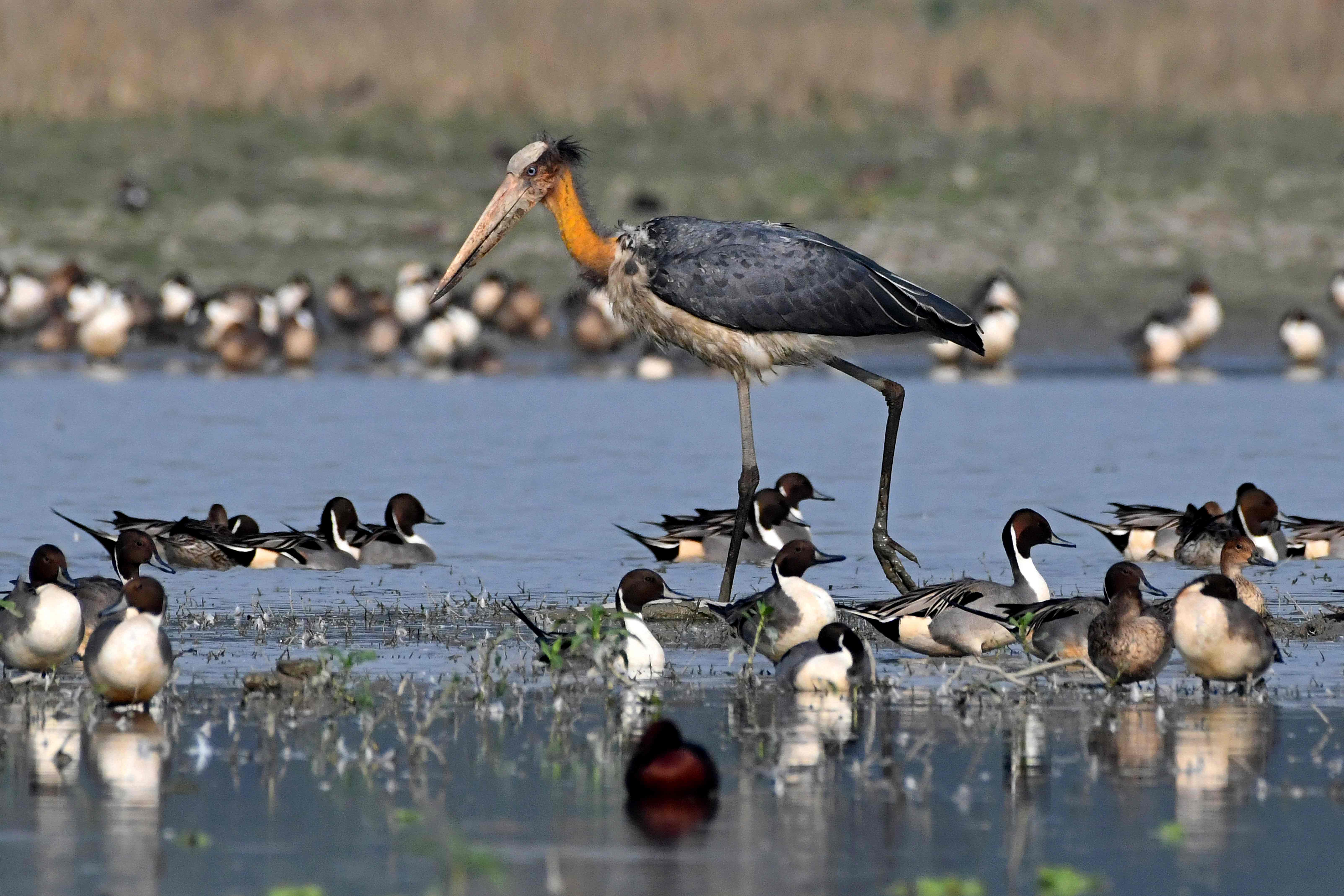 Flu burung menyerang di berbagai negara termasuk di India. Tampak habitat burung di Morigaon, Assam  India berpotensi tertular flu burung.