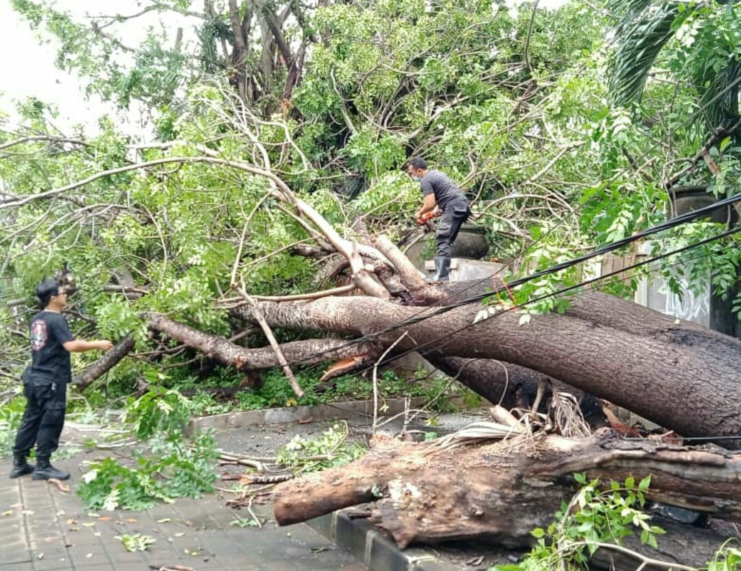 BPBD Badung Laporkan 18 Kejadian Dampak Angin Kencang