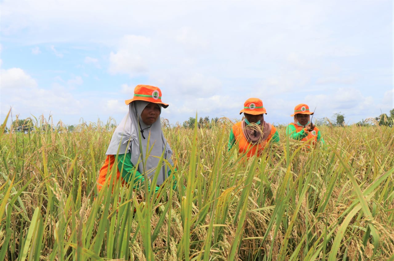 Petani memanen padi. Tiga aspek ketahanan pangan, yaitu aspek ketersediaan, keterjangkauan, dan pemanfaatan pangan.