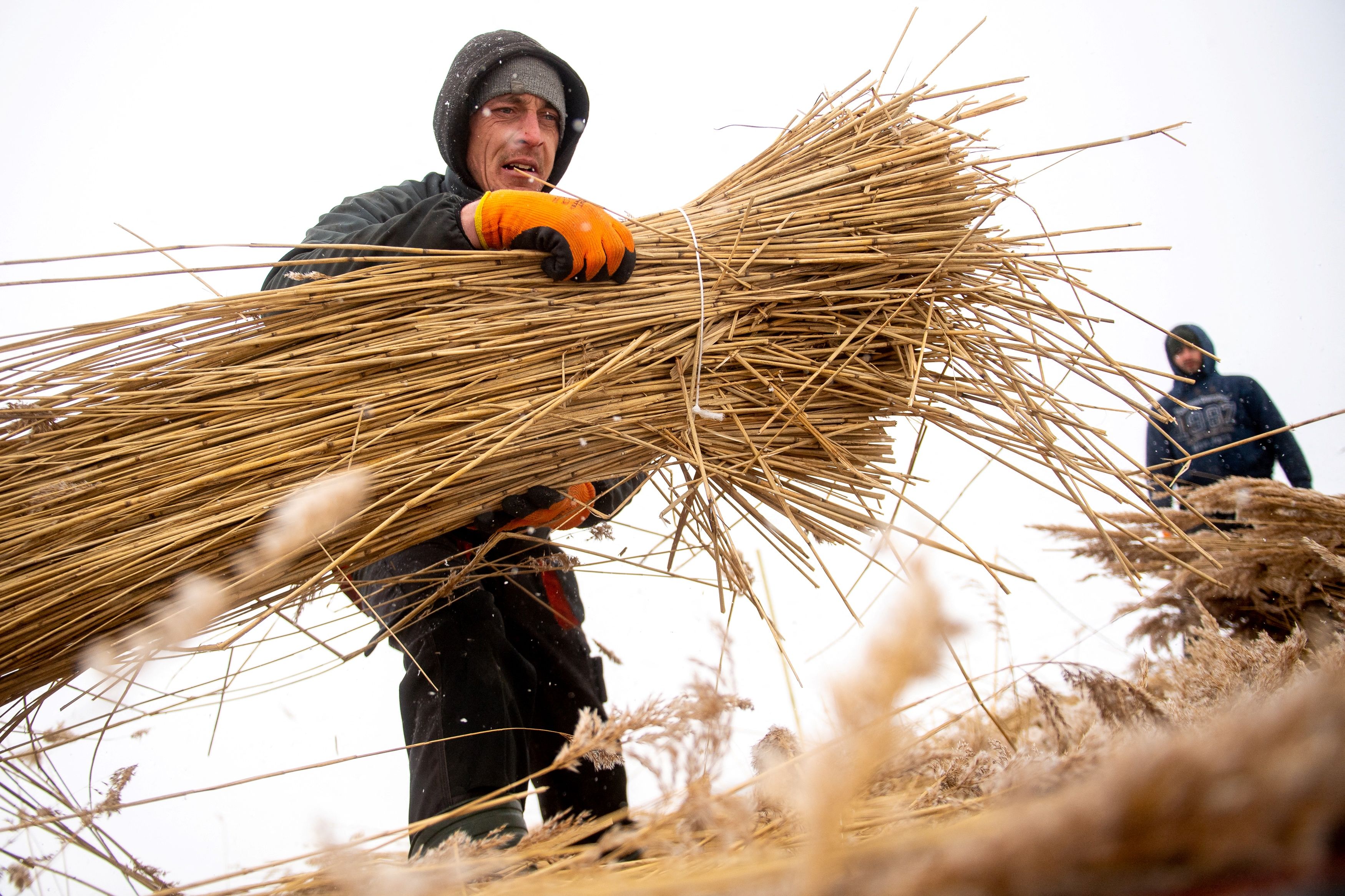 Pekerja memindahkan buluh ke traktor untuk diangkut ke lumbung di desa Jagodno, dekat Elblag, Polandia utara 
