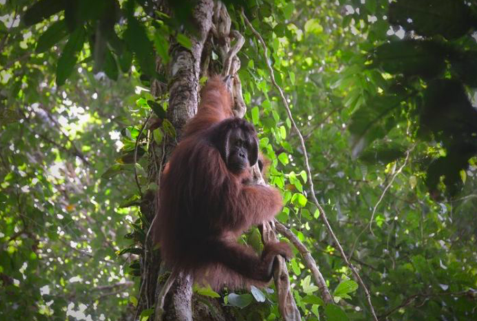 Pelepasliaran Orangutan di Kalimantan Tengah