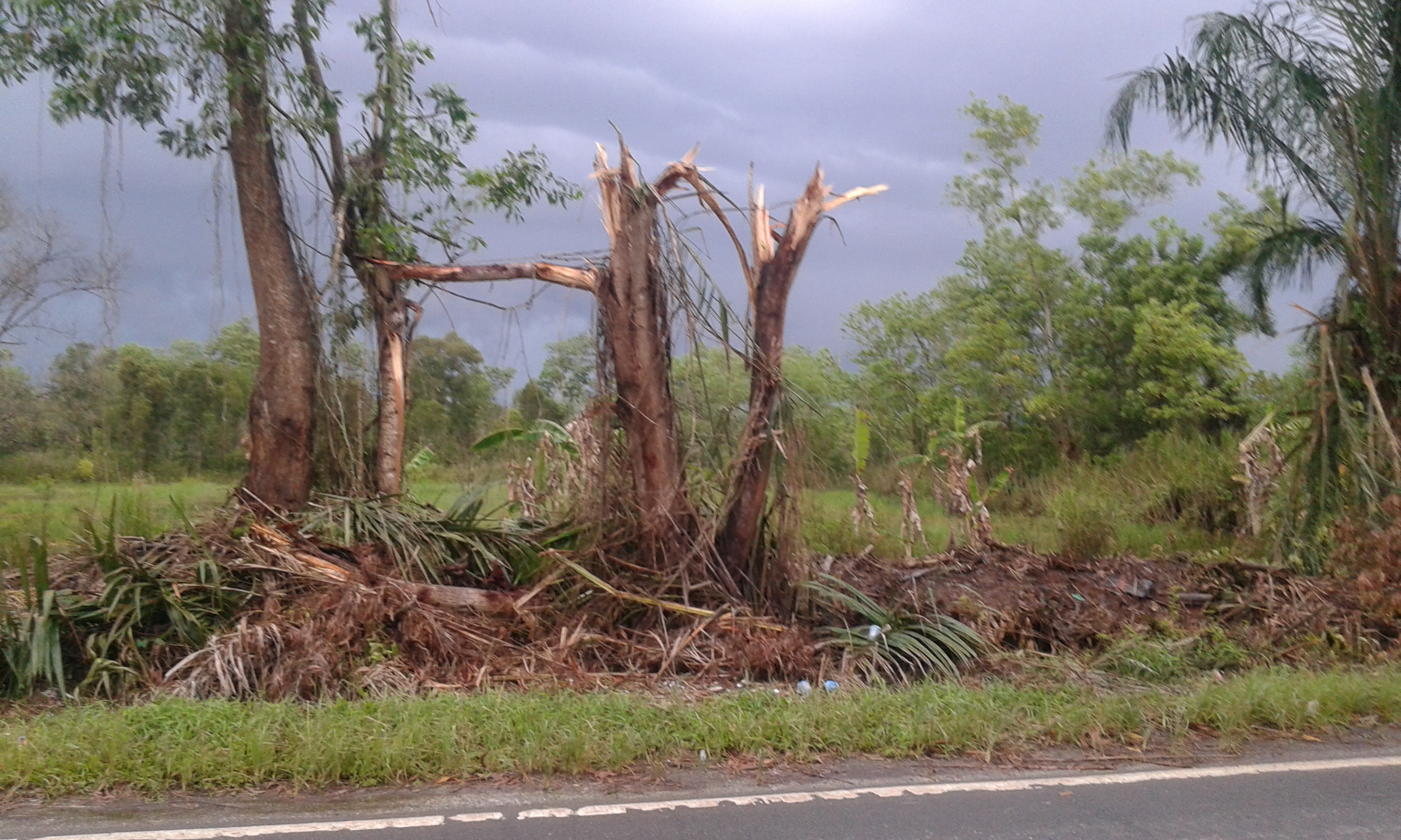Ratusan pohon di sepanjang ruas jalan di kabupaten Barito Kuala dirusak.