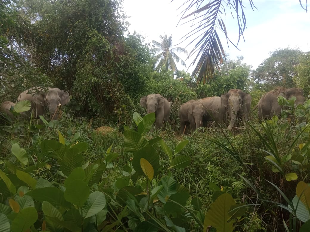 Kawanan Gajah Liar Rusak Lahan Pertanian dan Perkebunan di Muba
