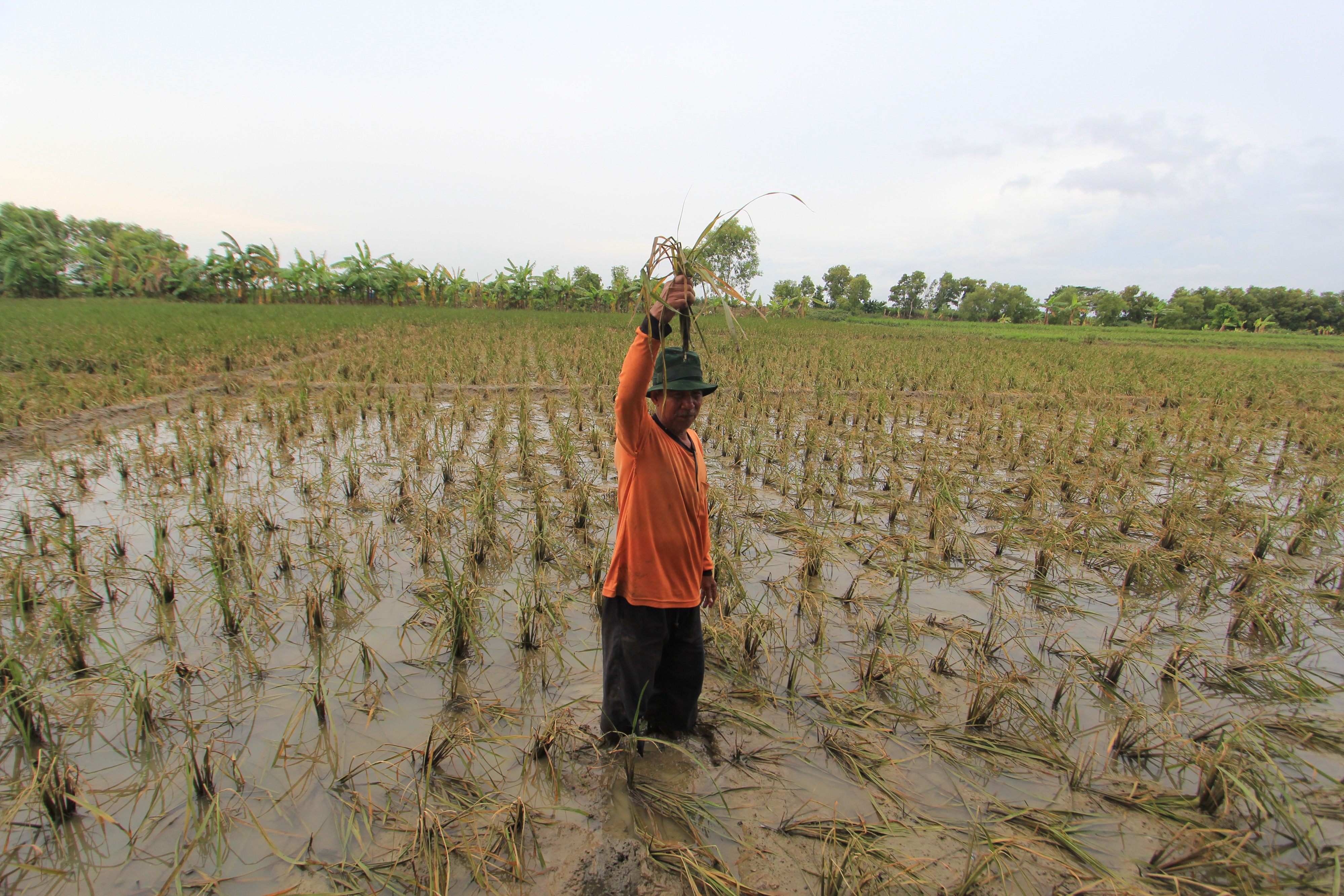 Dampak Banjir, Petani di Indramayu Harus Tanam Ulang