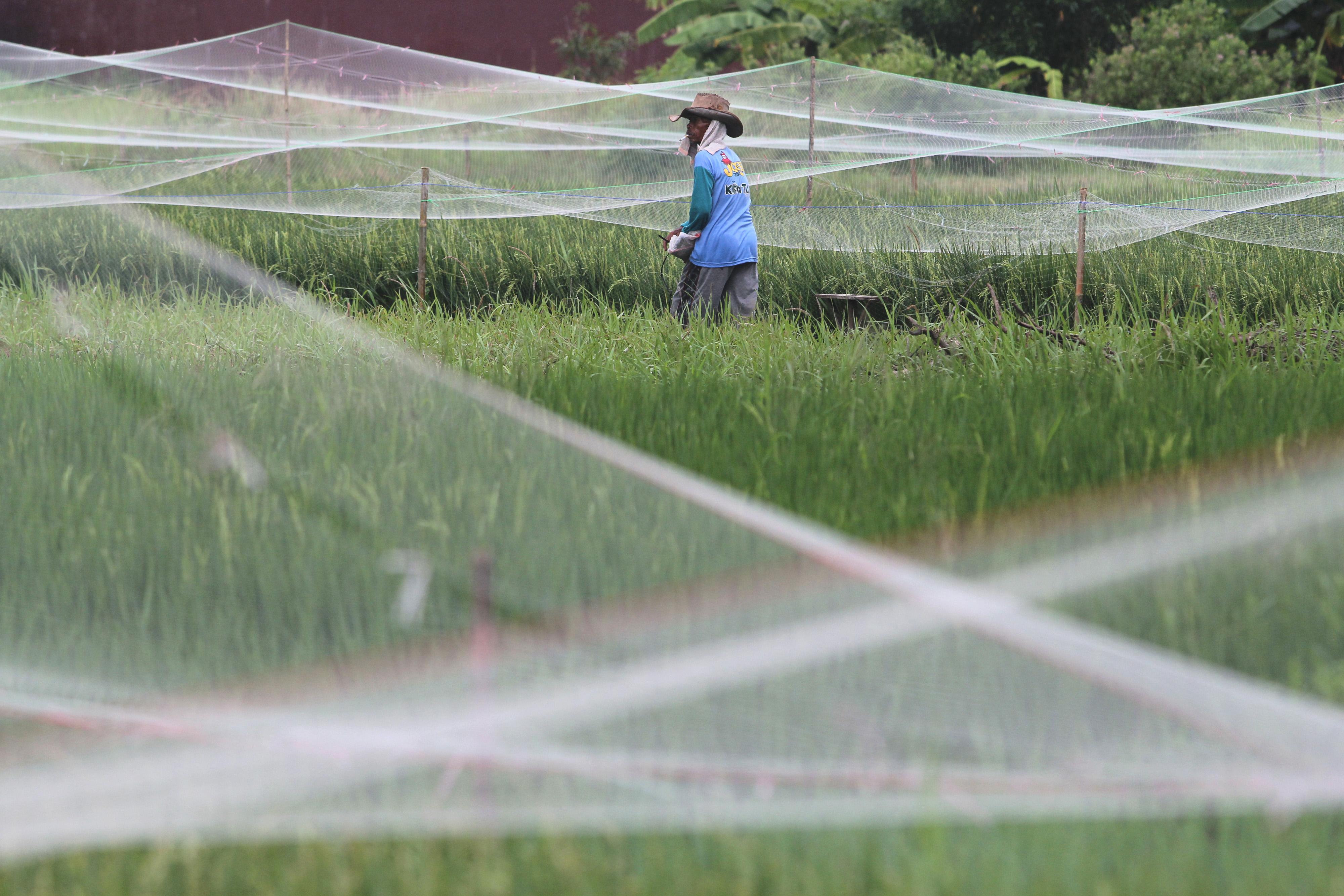 Petani memasang jaring pengaman serangan hama burung di sawah yang siap dipanen.