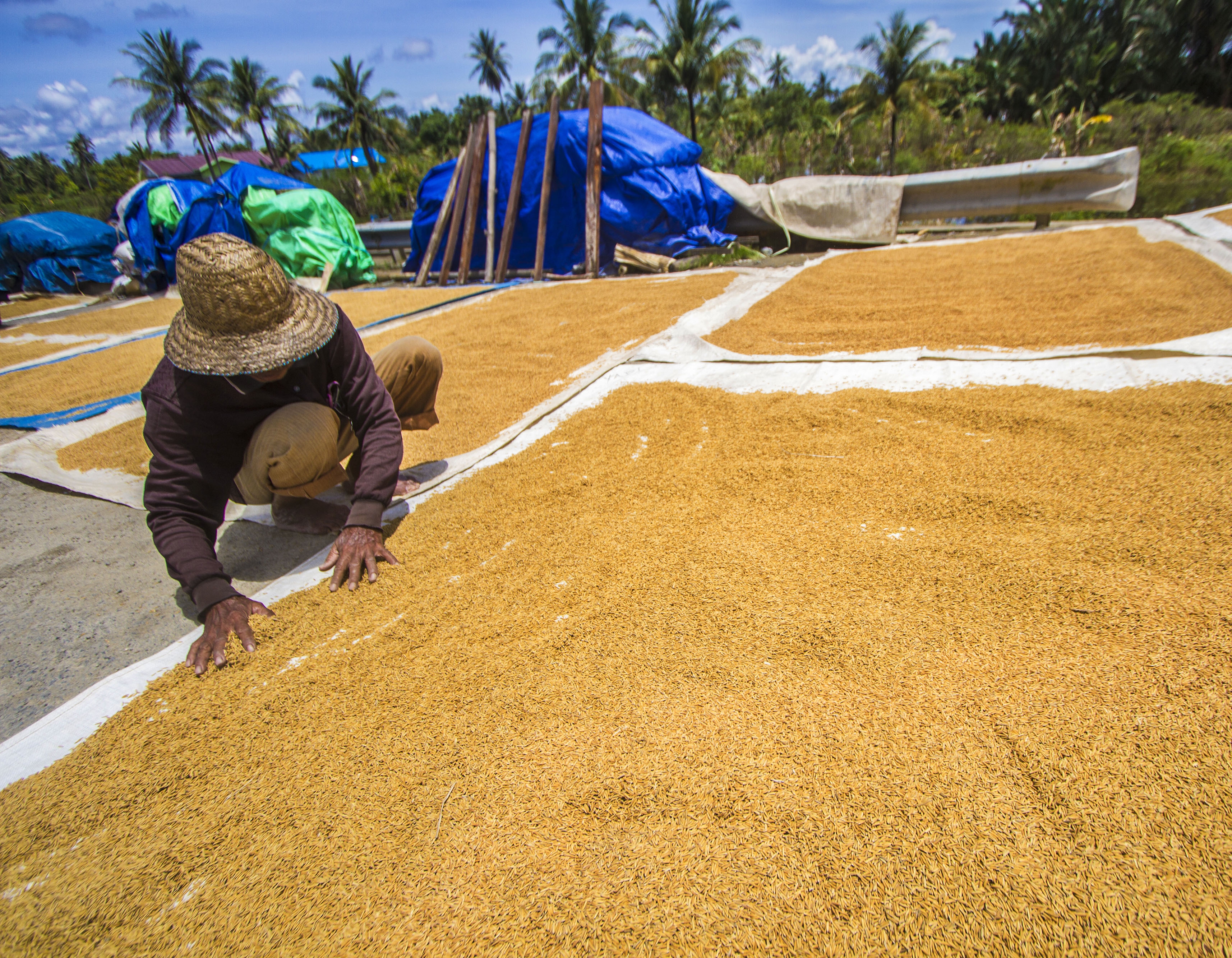 Petani menjemur gabah hasil panen padi