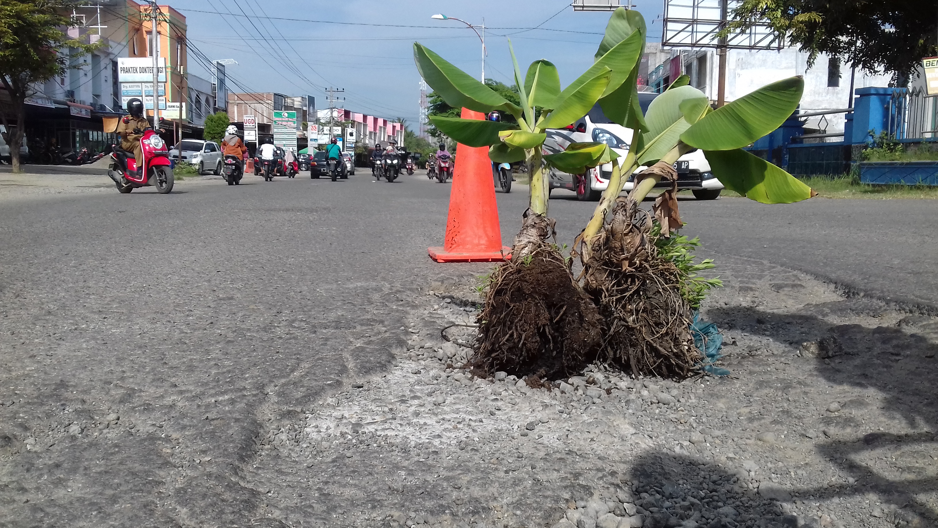 Warga di Kabupaten Pidie, Aceh menanam batang pisang di tengah jalan raya di depan terminal terpadu Kota Sigli memprotes jalan rusak.