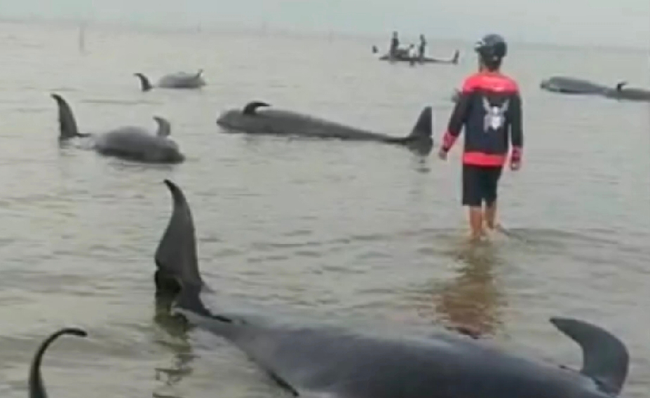 Puluhan paus mati setelah terdampar di Pantai Desa Patereman, Kecamatan Modung, Bangkalan, Madura.  