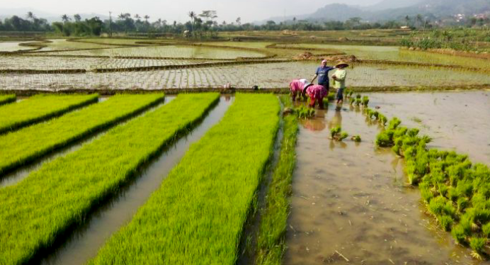 Hasil Intervensi Teknologi, Pertanian Meningkat