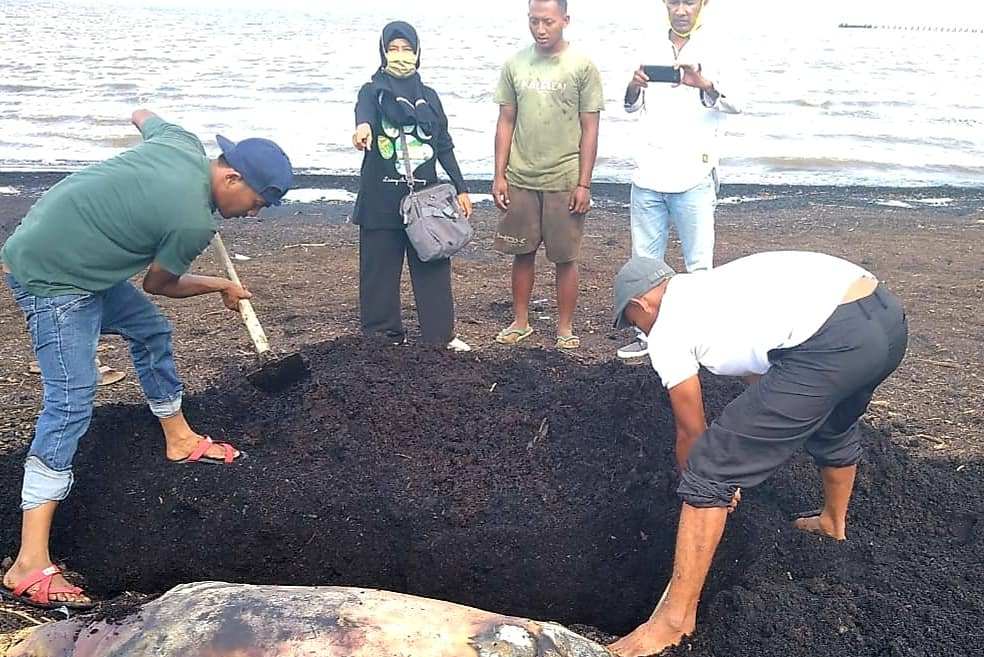 Duyung Seberat 140 Kg Ditemukan Mati di Pantai Dumai