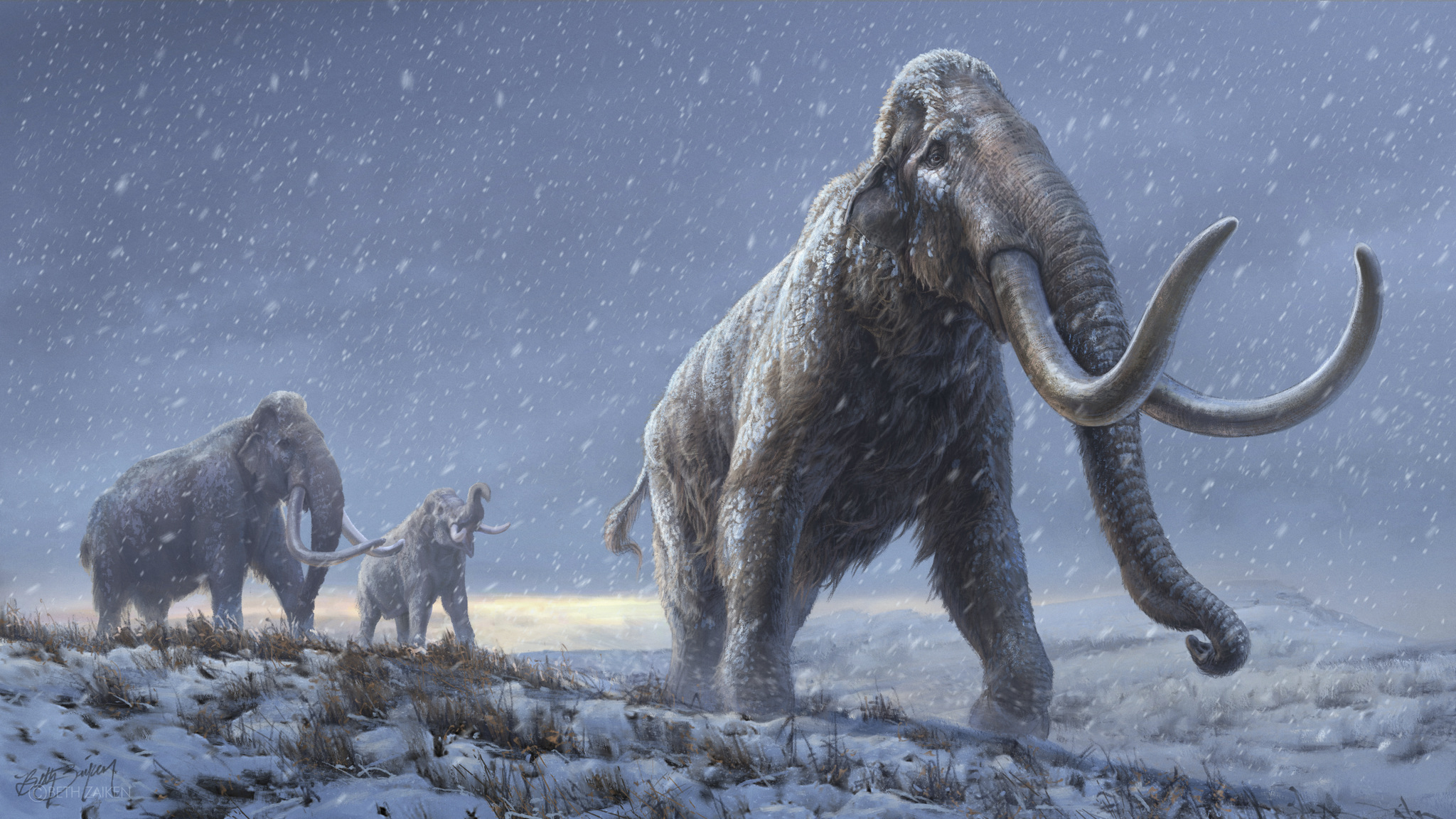 Ilustrasi Mammoth di majalah Nature