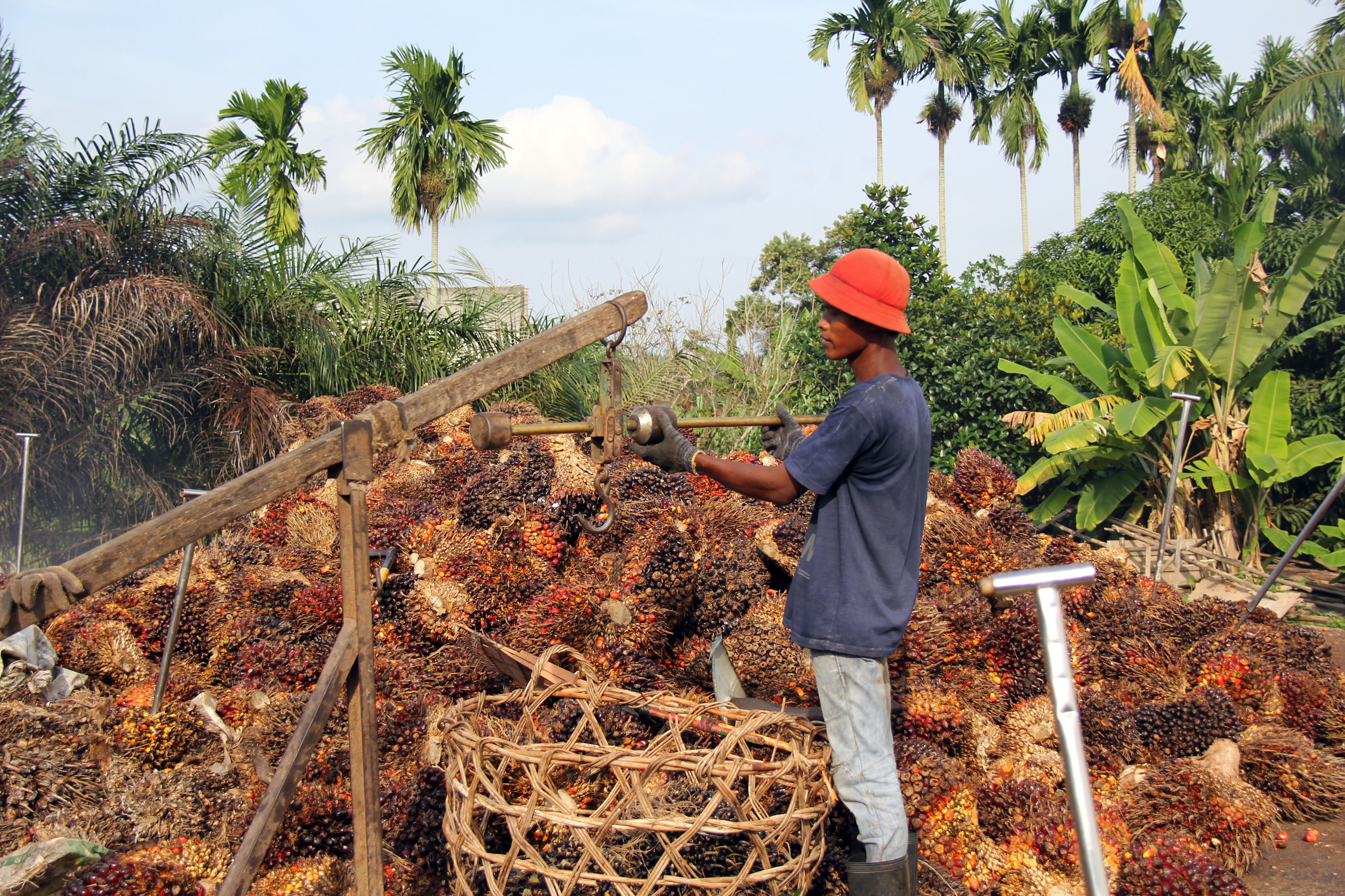 Petani menimbang tandan buah sawit