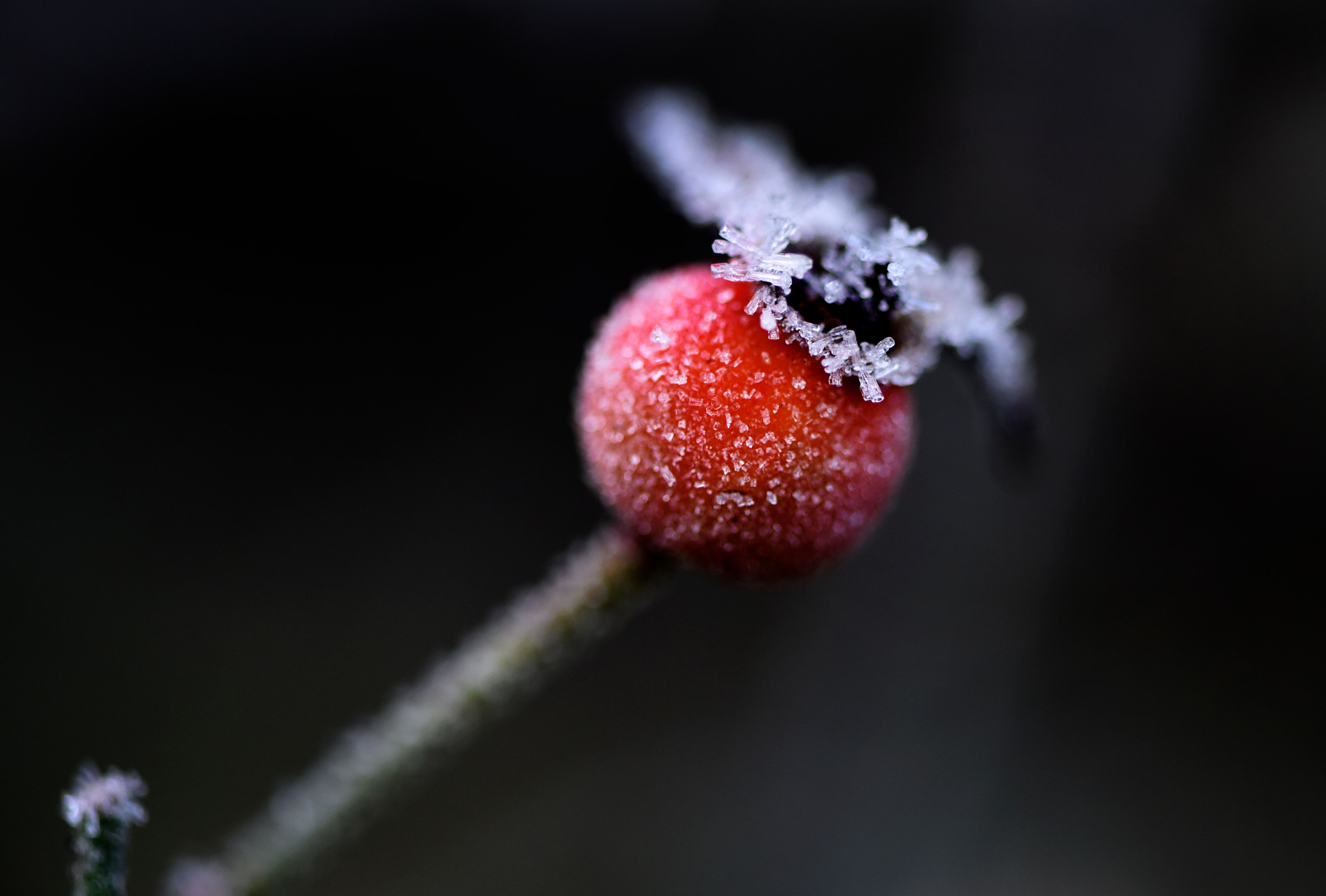 Bunga rosehip di Dortmund, Jerman, (30/11/2020).