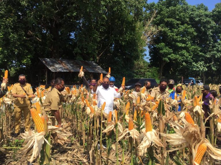 Bulog Siapkan Beras Berbahan Jagung, Sagu dan Singkong