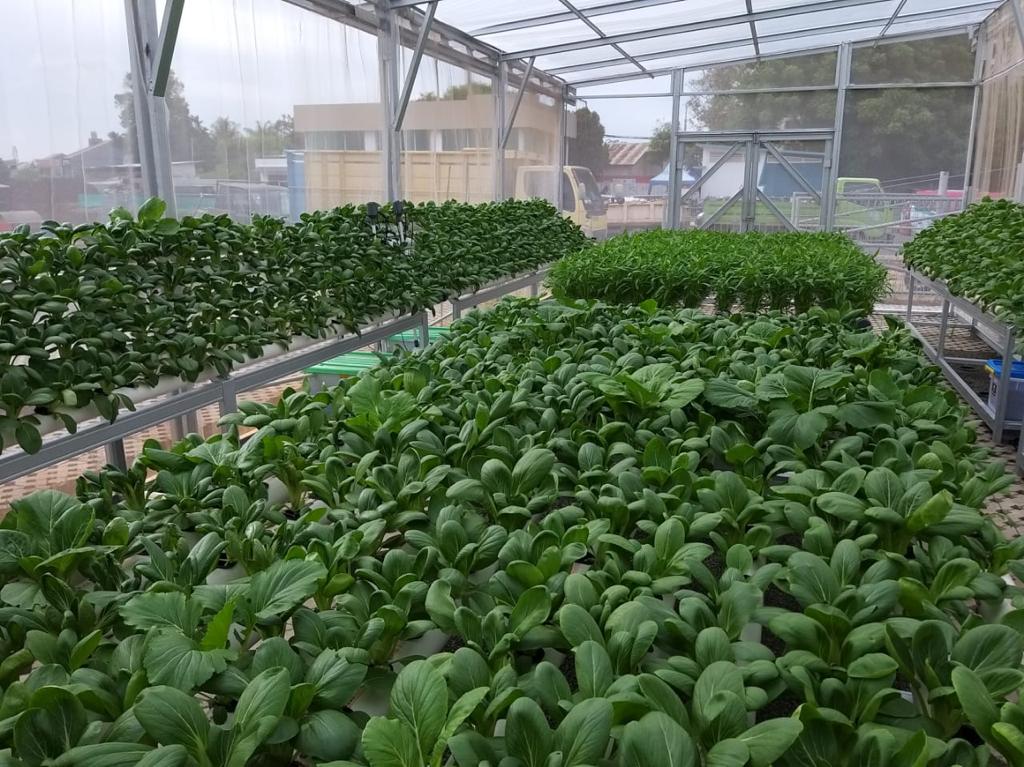 Urban farming Sarana Jaya