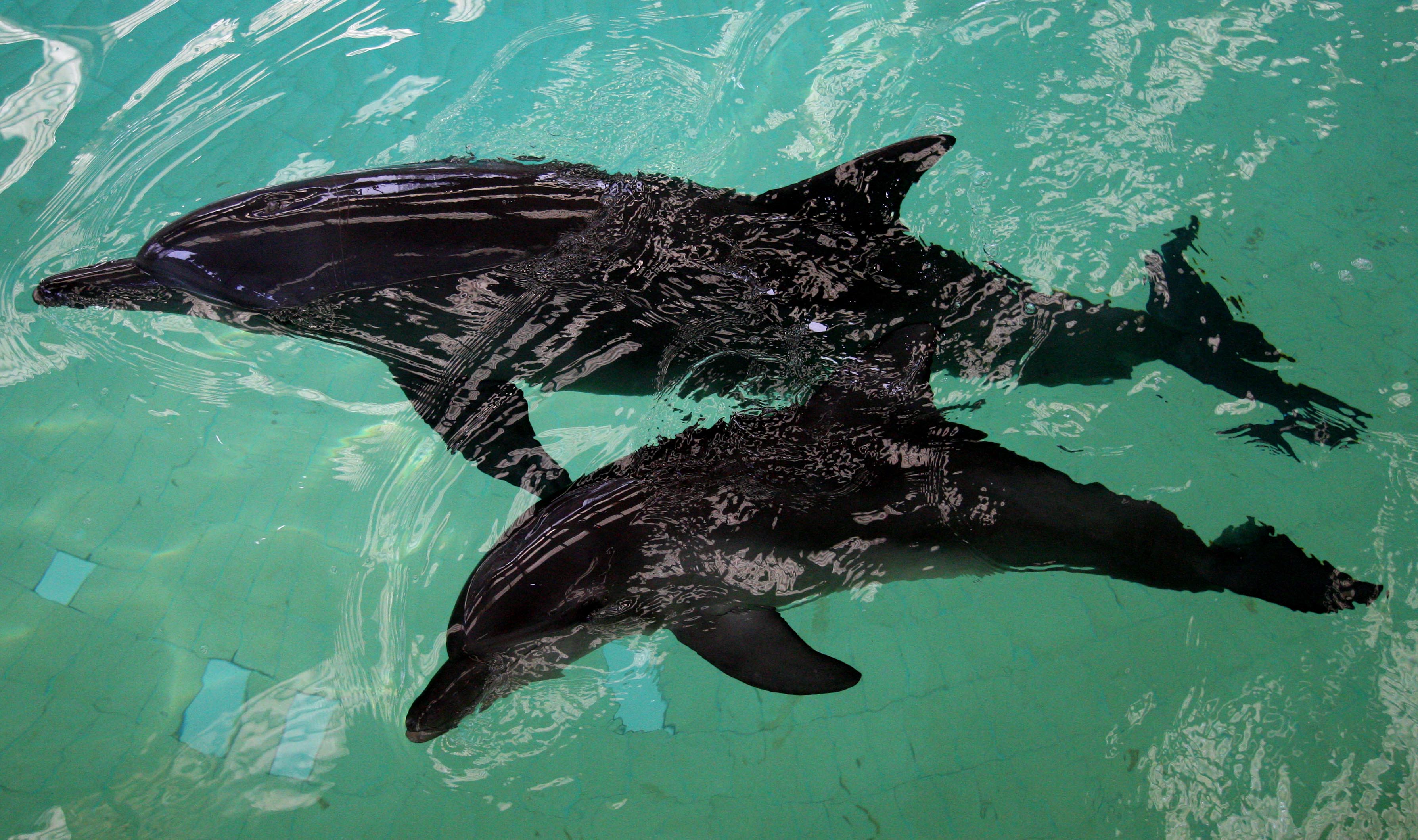 Lumba-lumba di kolam karantian Ocean Dream Samudra, Ancol Taman Impian, Jakarta.