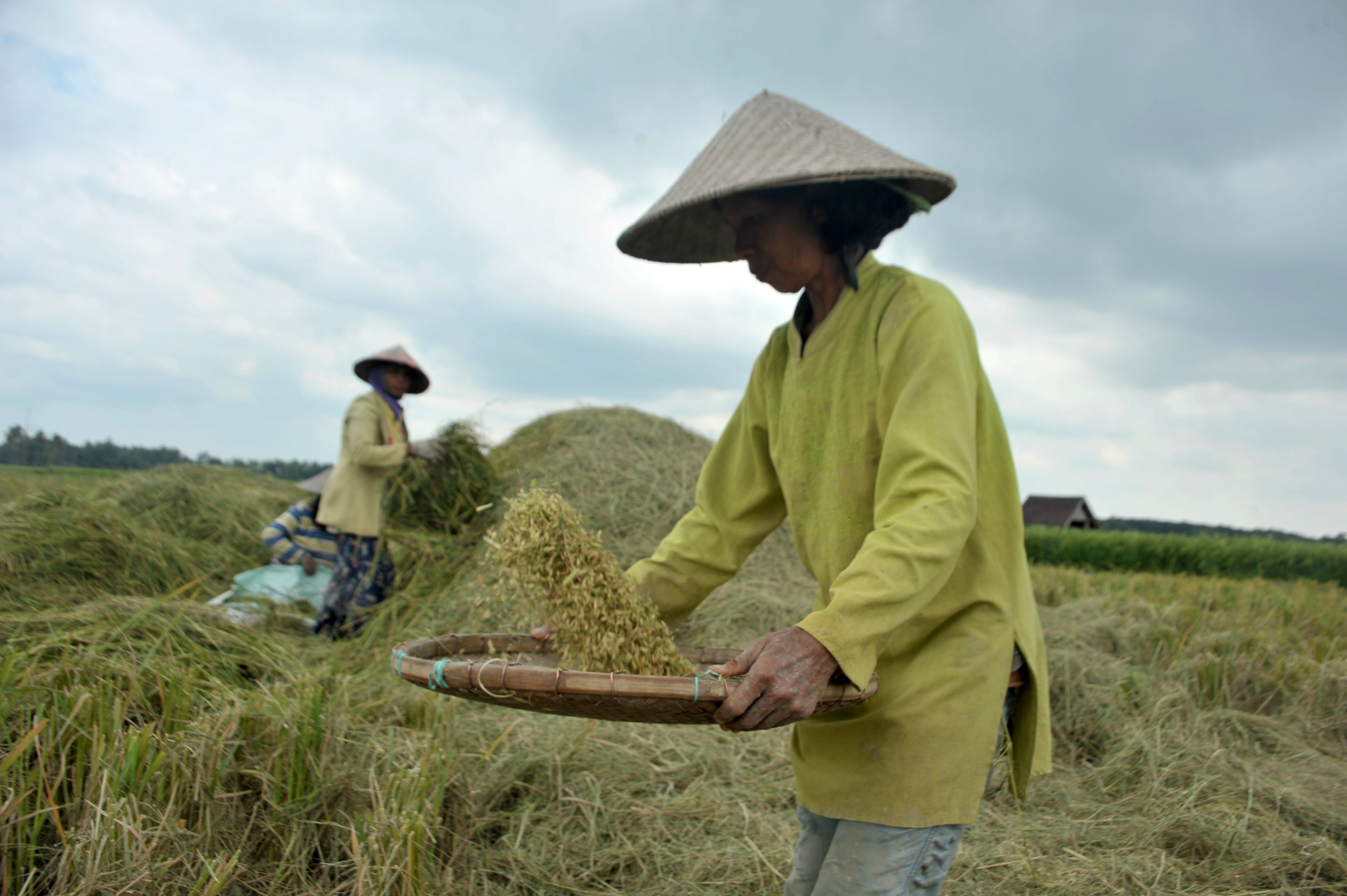 Petani memilah gabah hasil panen di kawasan persawahan Desa Durian Ogan Komering Ulu Timur (OKUT), Sumatra Selatan, Jumat (19/2/2021).