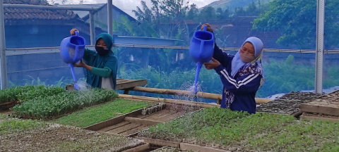  Pengelolaan berbagai jenis sayuran oleh KWT Sehati di Desa Kudarejan, Urut Sewu.