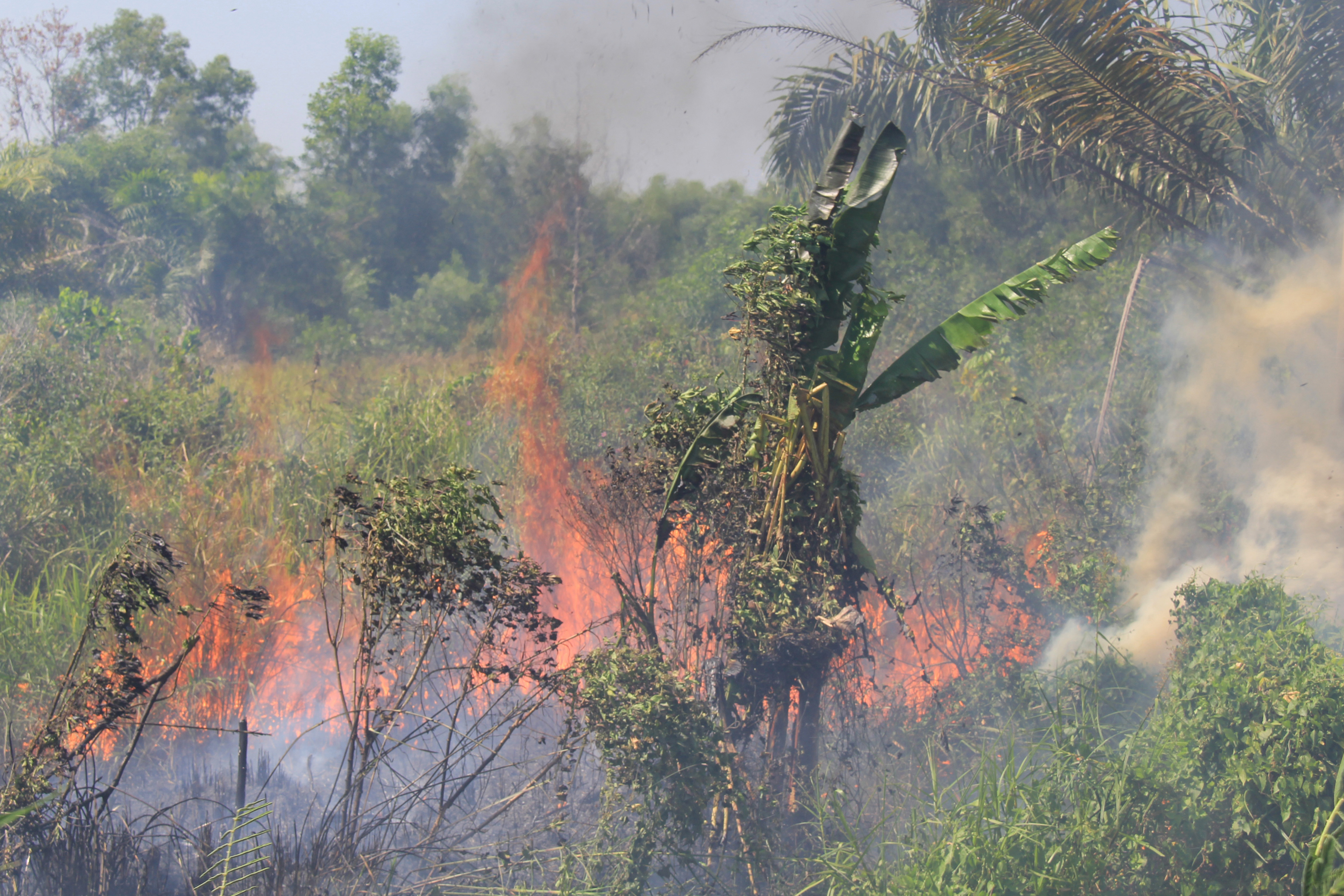 Api membakar semak belukar pada lahan kosong milik warga di Kelurahan Tanjung Palas Dumai, Riau, Jumat (26/2/2021)