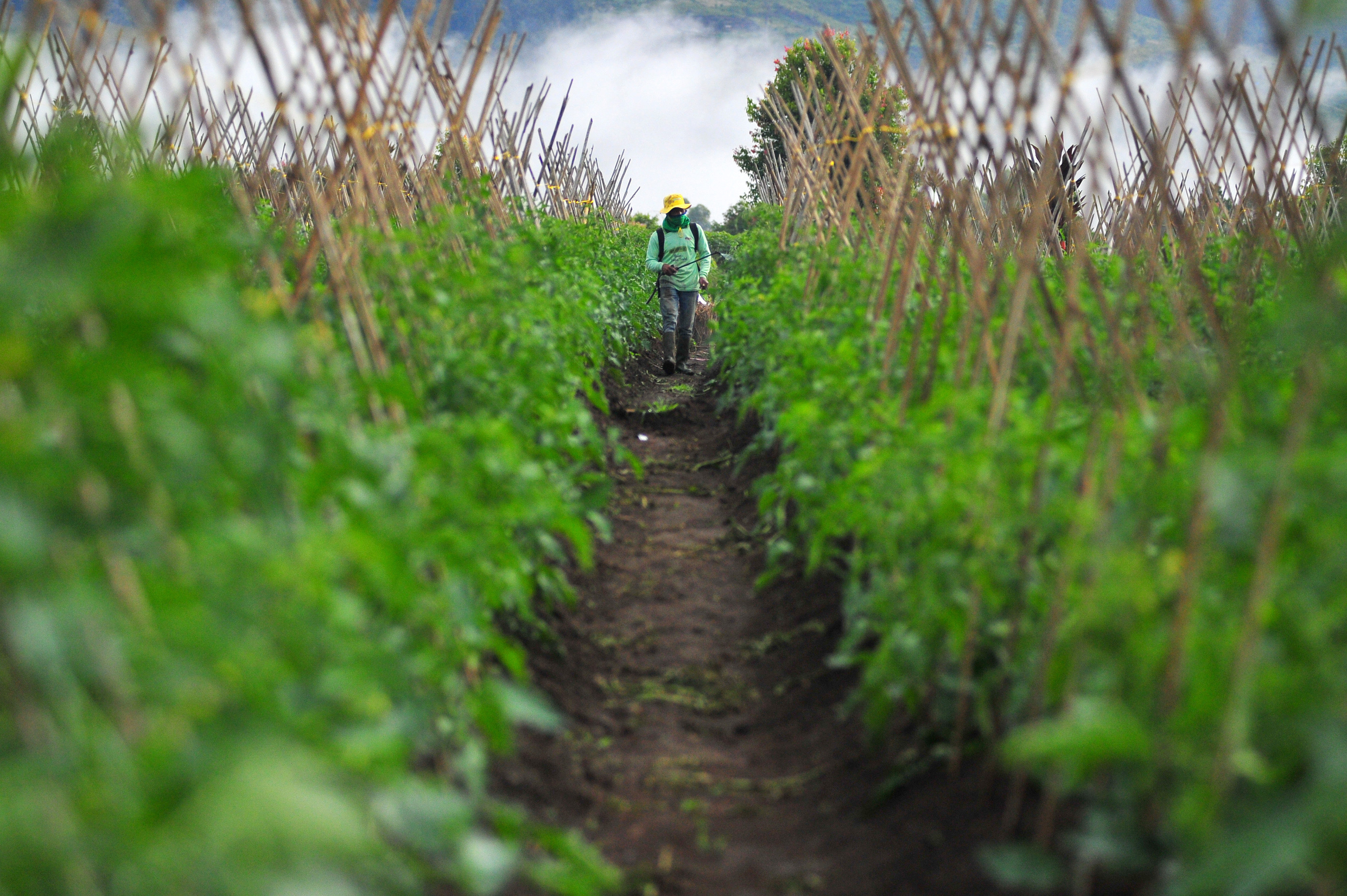 PPI akan Perluas Produk Dharmabrand di Klaster Pangan