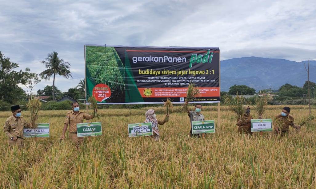 Gerakan Panen Padi Sawah Varietas Padjajaran Agritan di Kelompok Tani Jamba, Kelurahan Pengawu, Kota Palu, Sulteng. 
