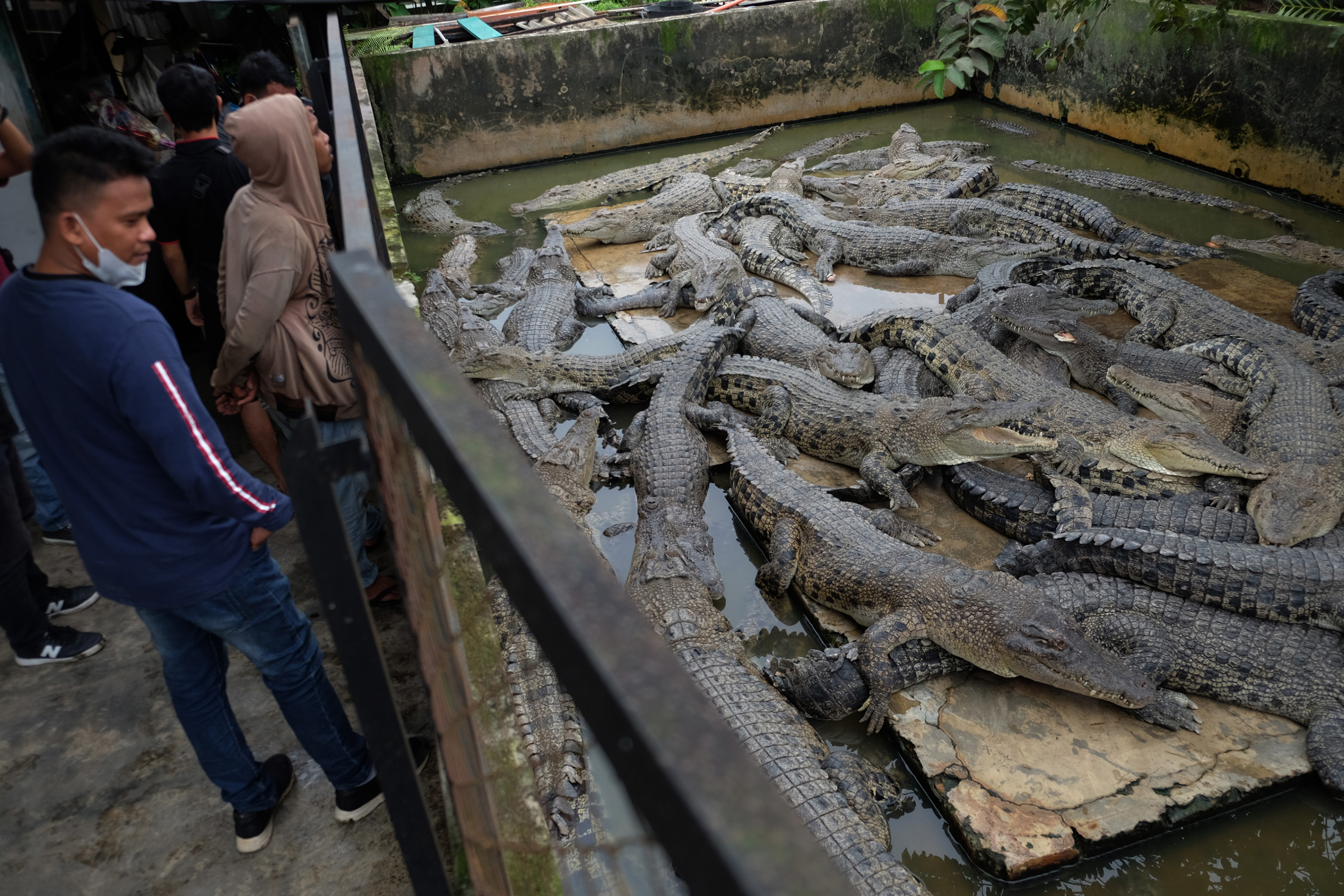 Pengunjung melihat buaya di kolam Penangkaran Buaya Asam Kumbang, Medan, Sumatera Utara, Rabu (6/1/2021)