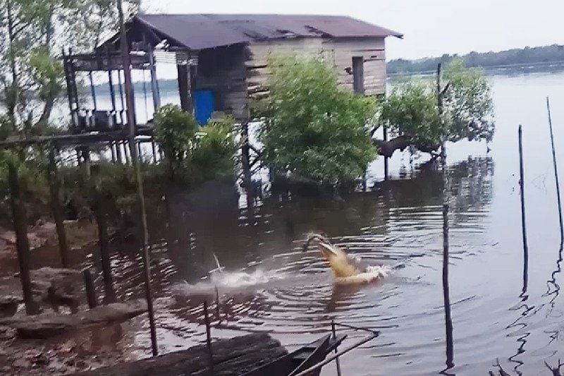 Buaya muncul di dekat bantaran sungai di Desa Bangkuang Makmur, Kecamatan Mentawa Baru Ketapang, Kotawaringin Timur, Rabu (17/2).