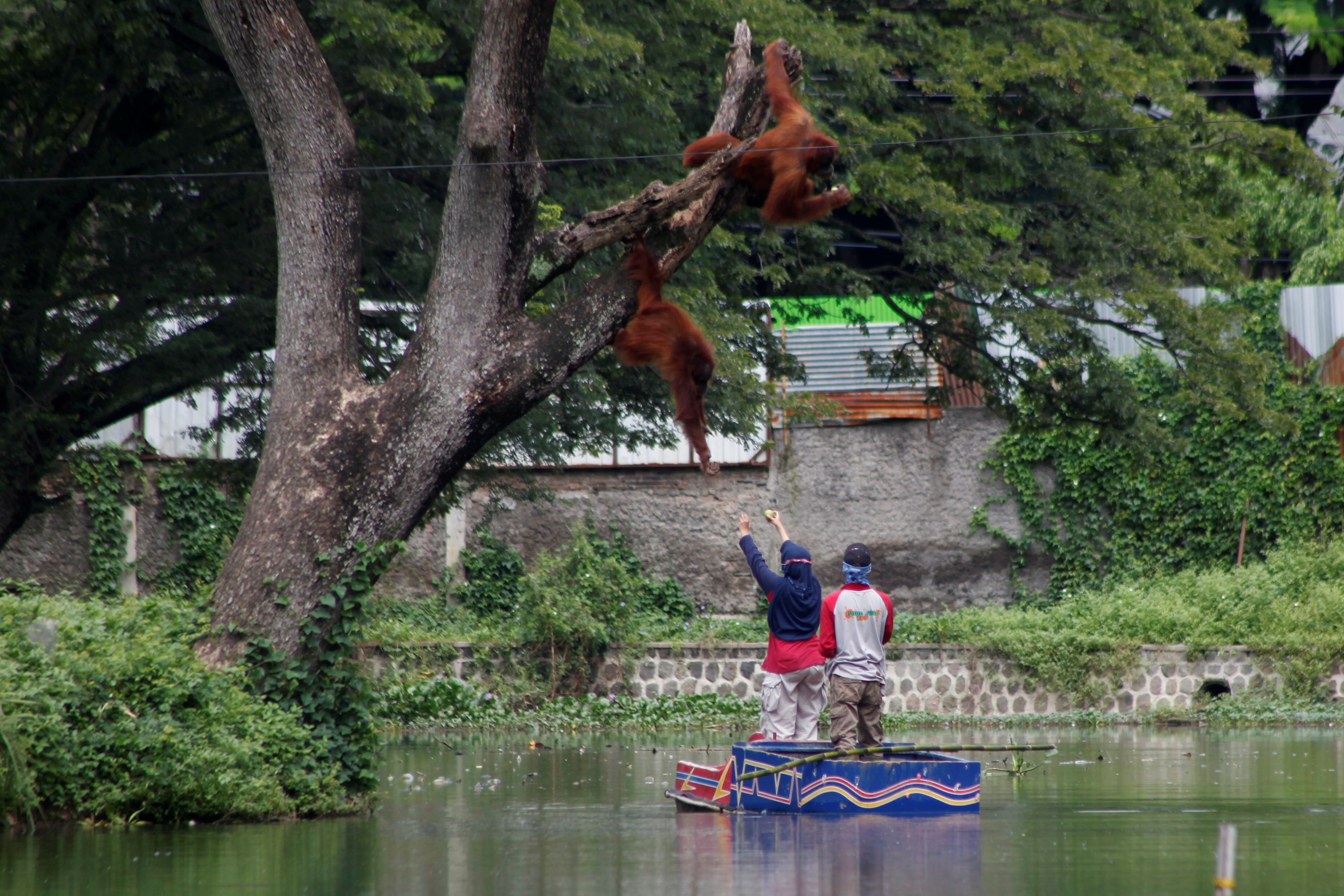 Petugas memberi makan orang utan koleksi Solo Zoo kepada Tori (kanan) dan anaknya Justin (kiri) di danau setempat, Solo, Jateng.