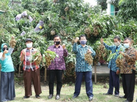Peneliti Fakultas Biologi UGM berhasil kembangkan buah kelengkeng varietas unggul dengan bjijnya yang kecil dan daging buah tebal.