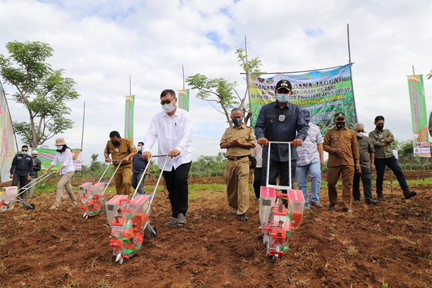 Wakil Bupati Garut, Helmi Budiman ikuti kegiatan penanaman pertamajagung hibrida di lahan milik PT Condong Garut.