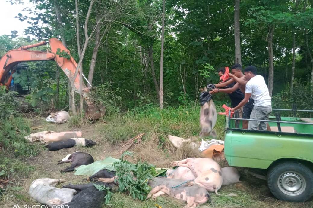 Minum Arak untuk Menghalau Bau Ratusan Bangkai Babi