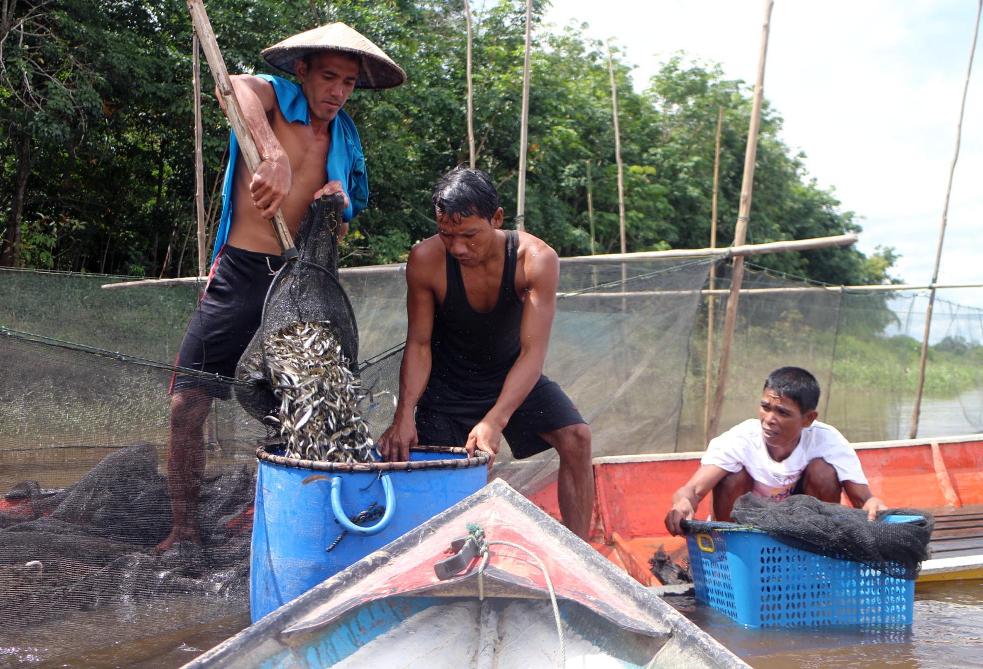 Ribuan Ikan di Situ Pengarengan Depok Hanyut Terbawa Banjir