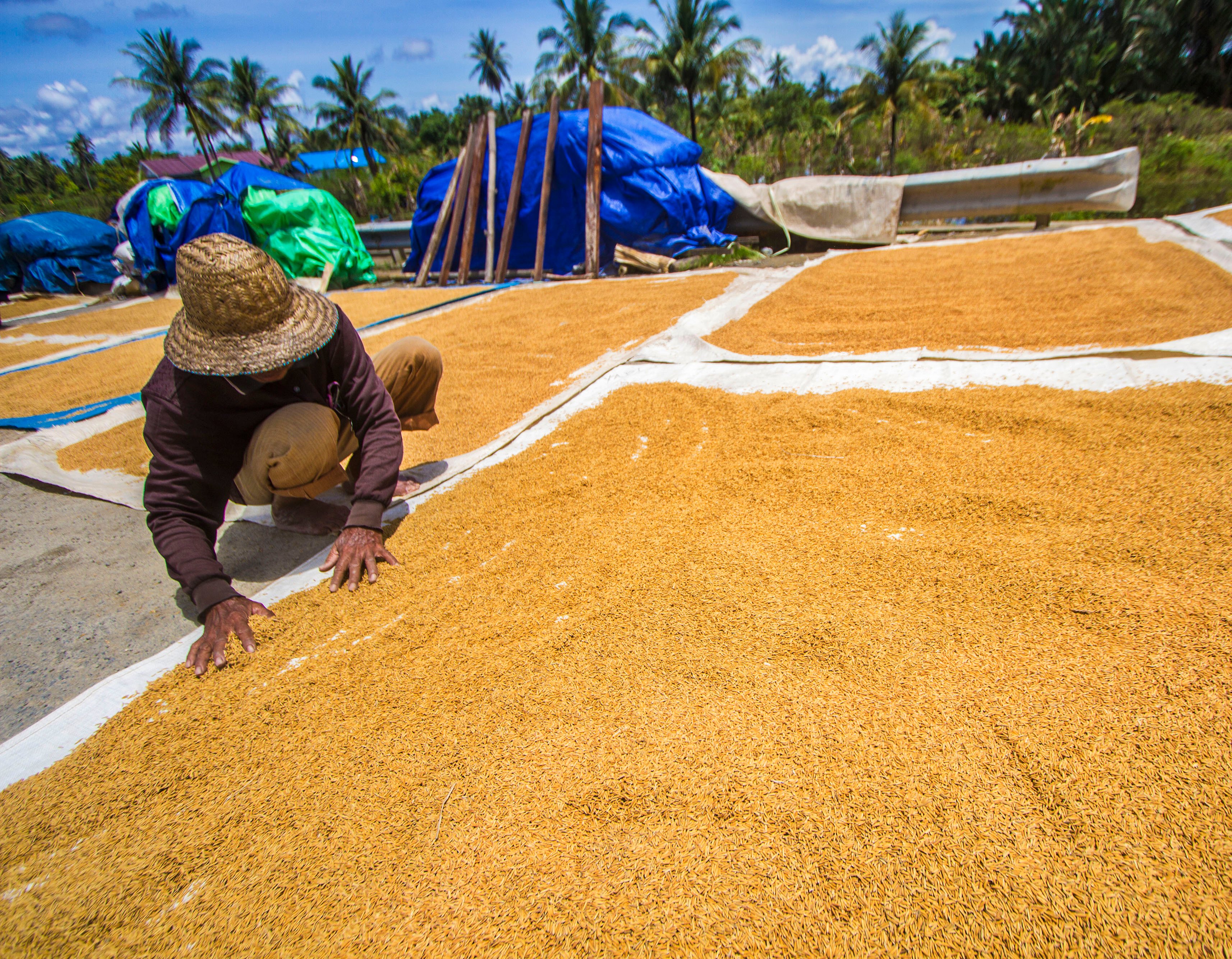 Petani menjemur gabah hasil panen di Banjar, Kalimanta Selatan, Minggu (08/2).