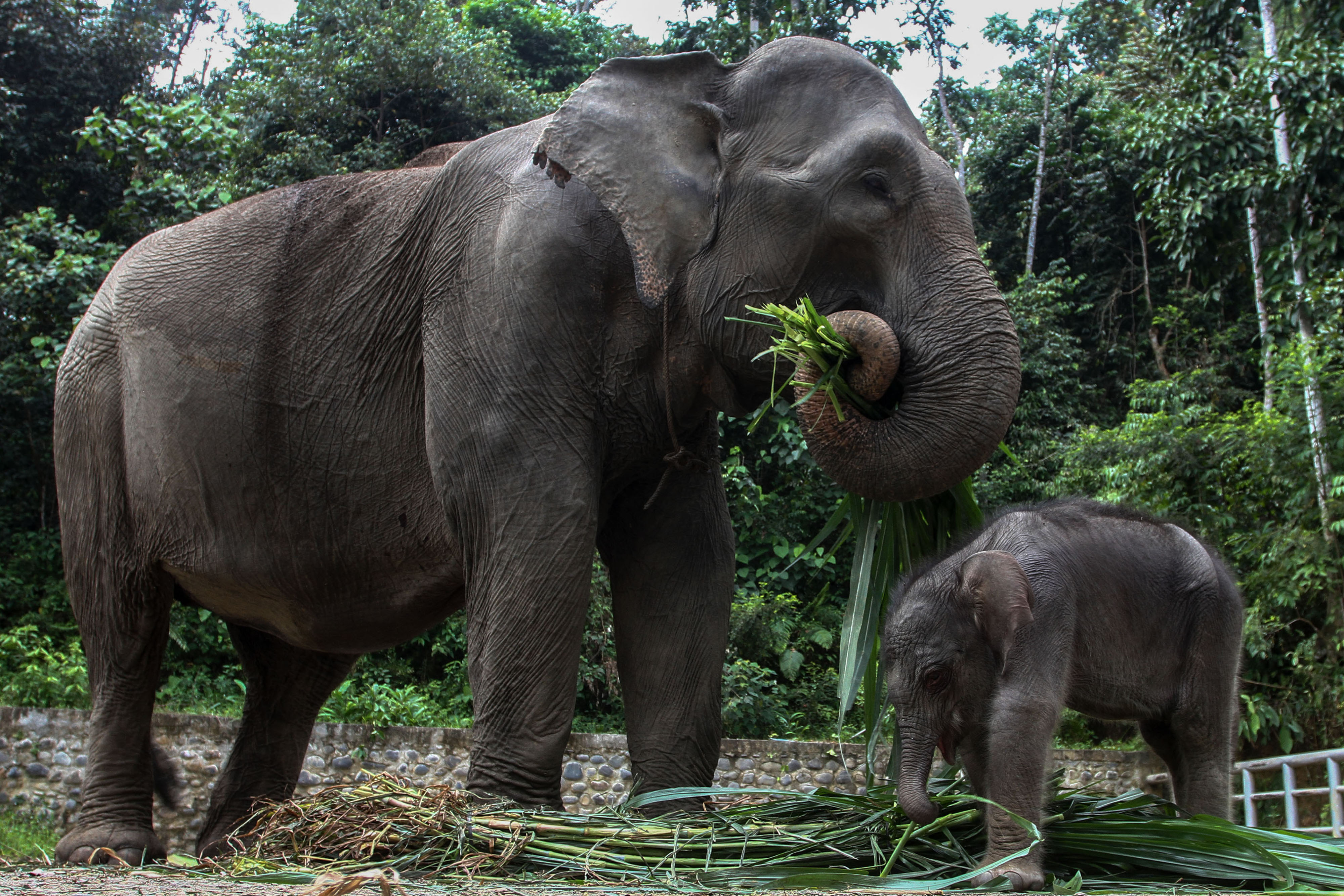 Anak Gajah Sumatera bermain dengan induknya di Pusat Latihan Satwa khusus Gajah Sumatra, Tangkahan, Kabupaten Langkat, Kamis (4/2)