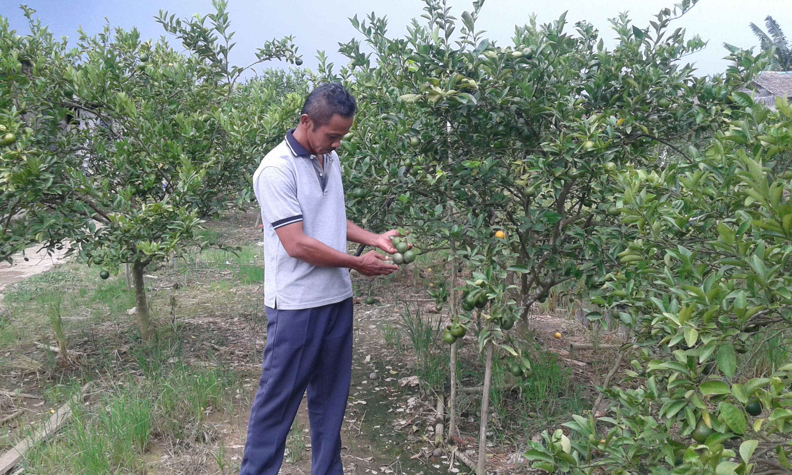 4.662 Hektar Kebun Jeruk di Kalsel Rusak Karena Banjir