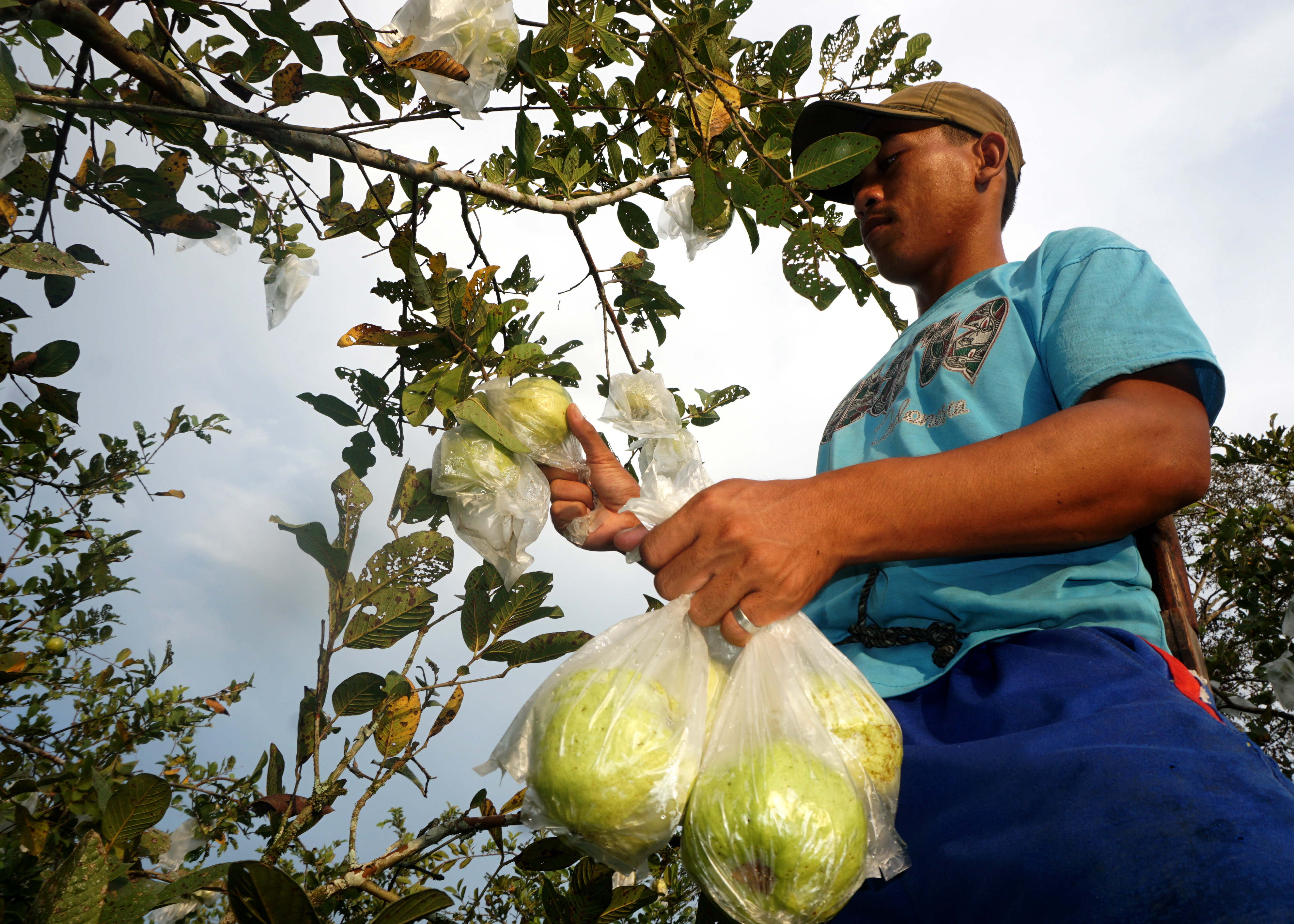 Seorang petani memetik jambu kristal miliknya di Arsopura, Kabupaten Keerom, Papua, Selasa (4/8/20).