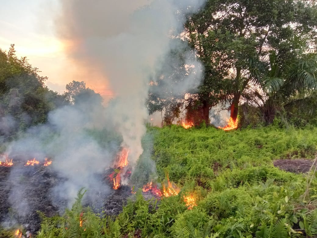 Kebakaran hutan dan lahan (Karhutla) seluas 4,5 hektare di Kelurahan Palas, Kecamatan Rumbai, Kota Pekanbaru, Riau.
