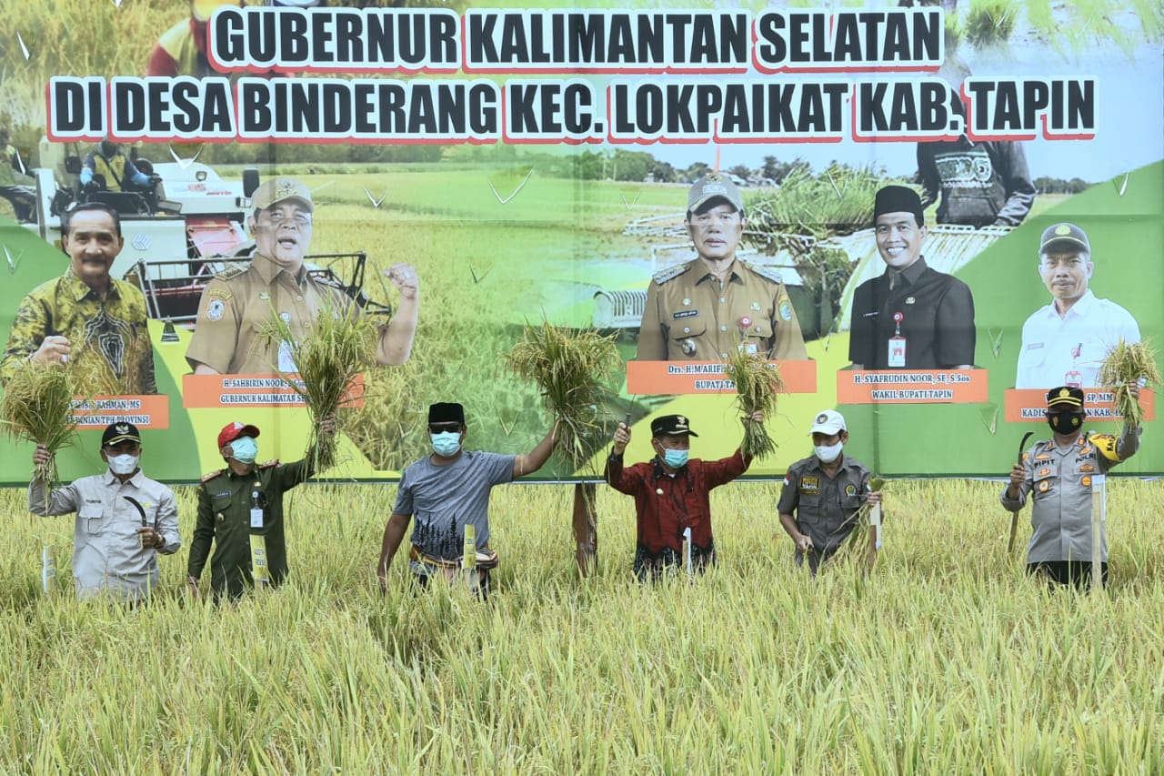 Gubernur Kalsel Sahbirin Noor melakukan panen padi perdana 2021 seluas 100 hektare di Desa Binderang, Lokpaikat, Tapin, Kalsel.