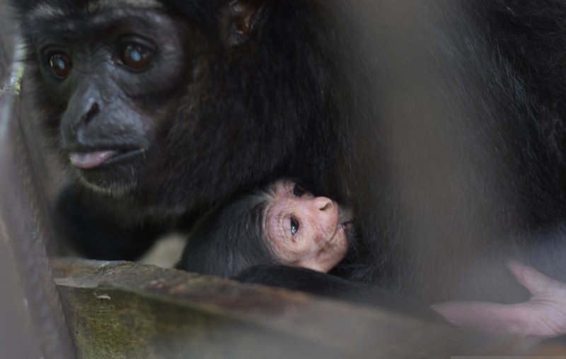 Seekor bayi Owa Ungko berusia dua hari menyusu ke induknya di kandang transit BBKSDA Riau di Kota Pekanbaru, Riau.