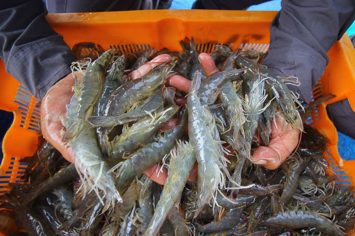 Udang vaname.